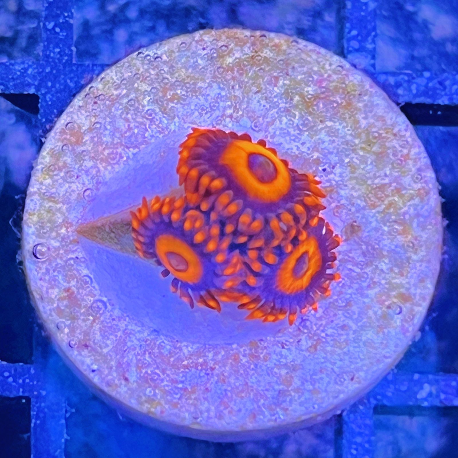 Orange Oxide Zoas