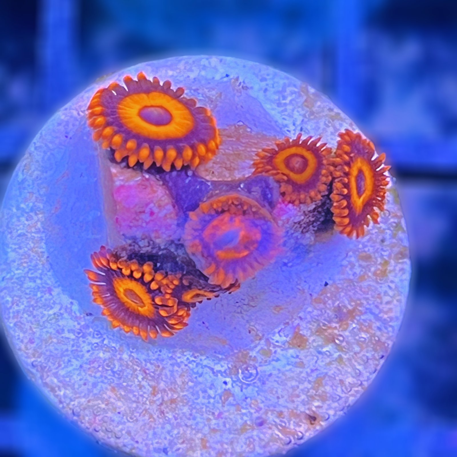 Orange Oxide Zoas