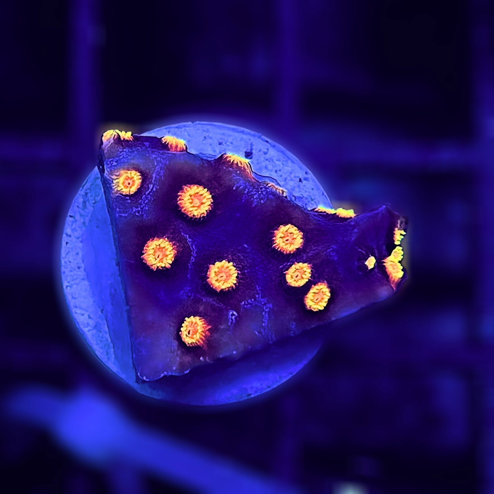 Cyphastrea Bizarro