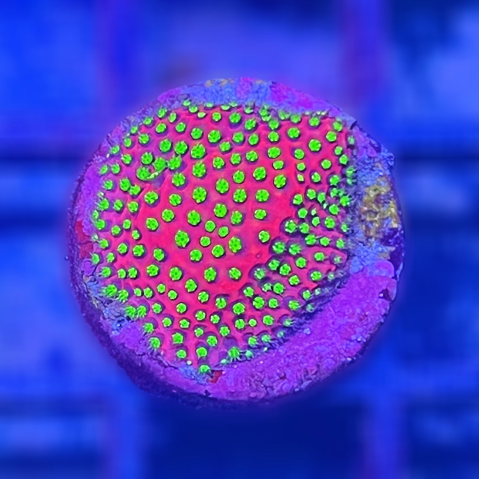 Electric Daisy Stylocoeniella