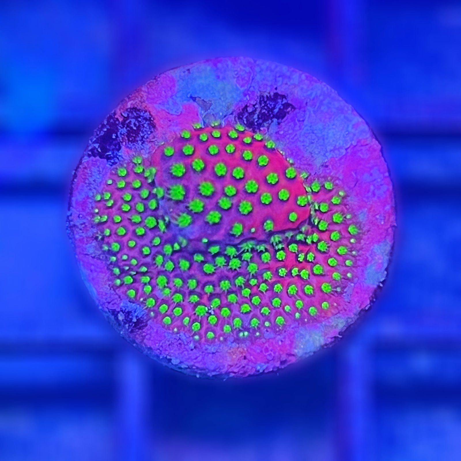 Electric Daisy Stylocoeniella