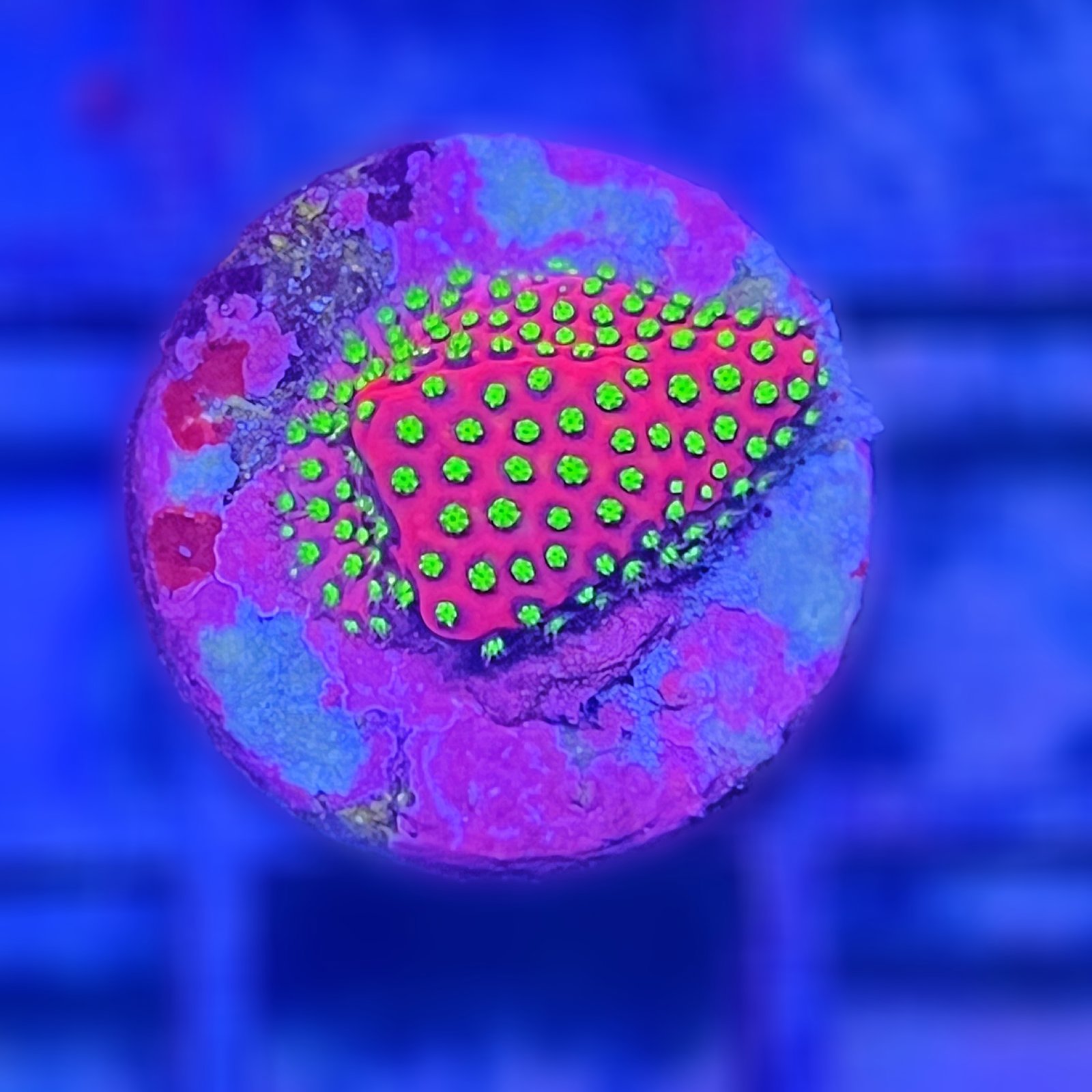 Electric Daisy Stylocoeniella