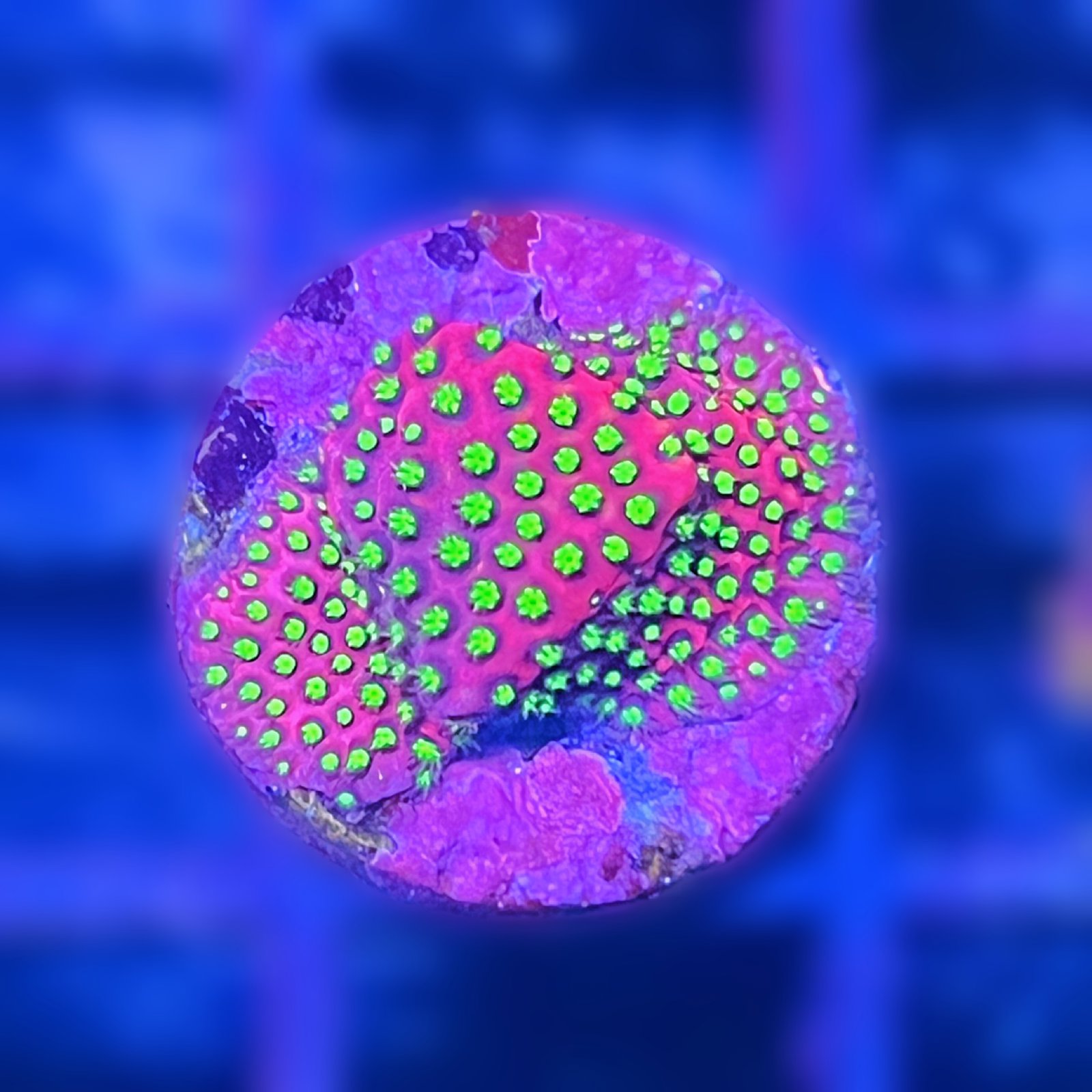 Electric Daisy Stylocoeniella