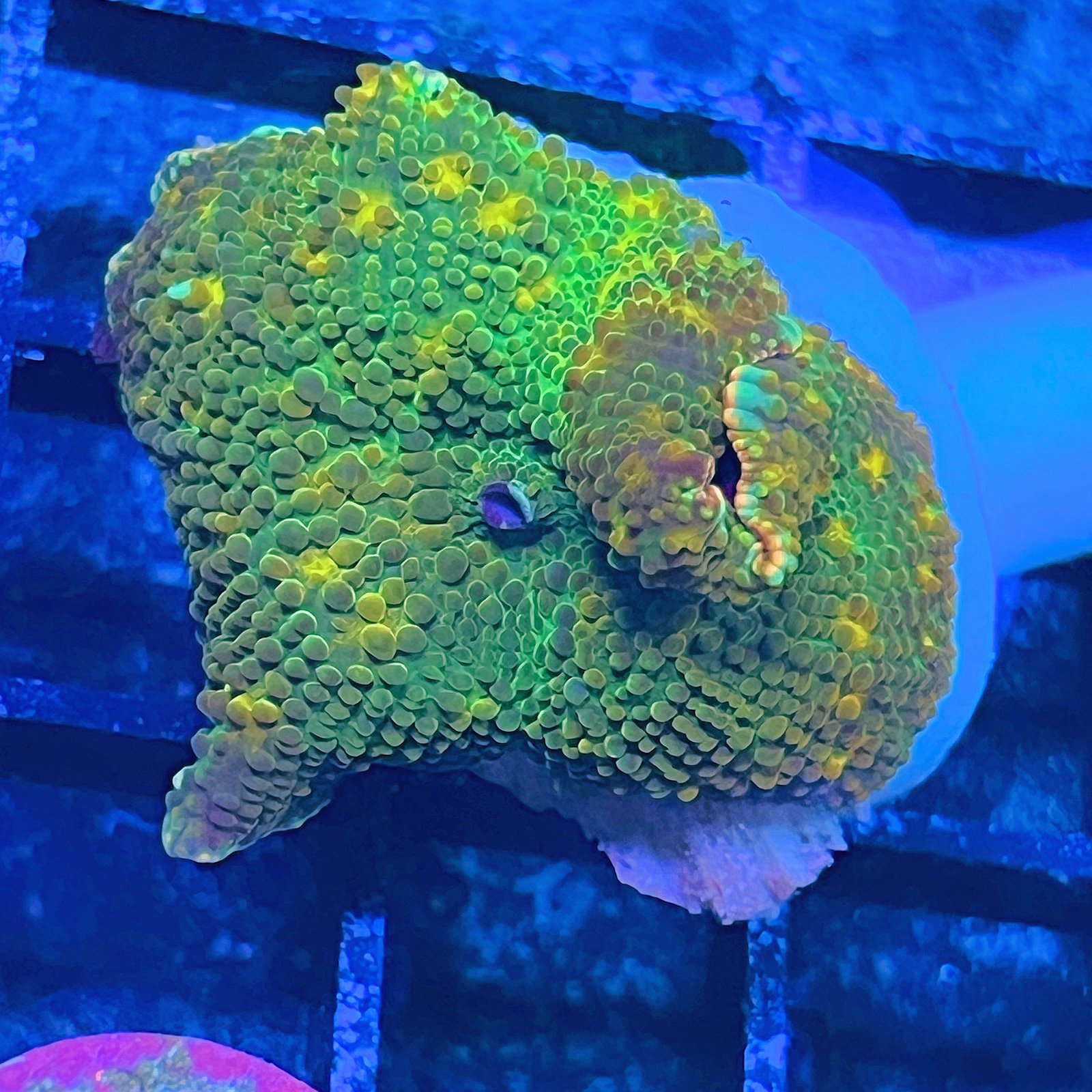 LC Golden Galaxy Discosoma - L