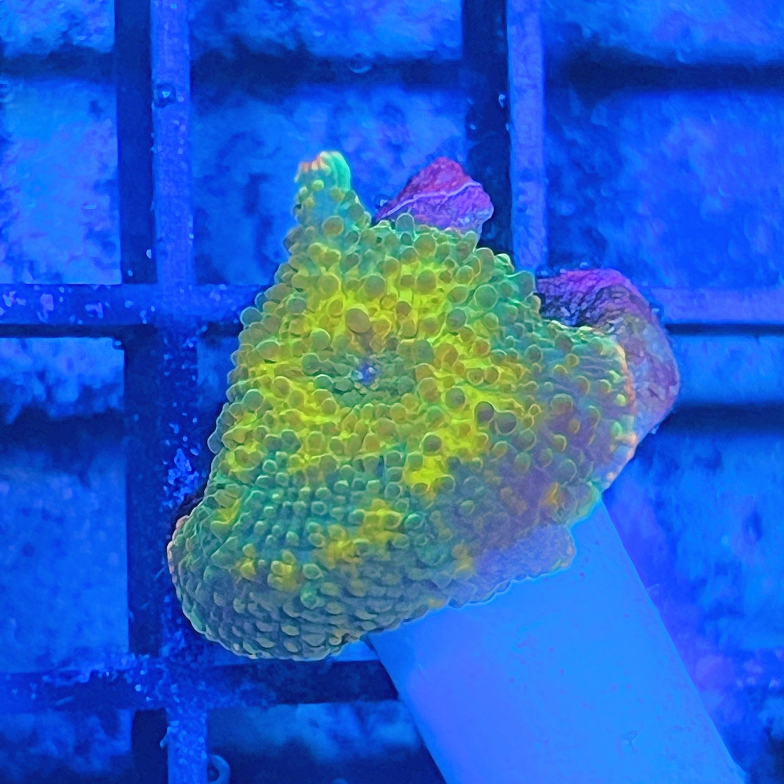 LC Golden Galaxy Discosoma