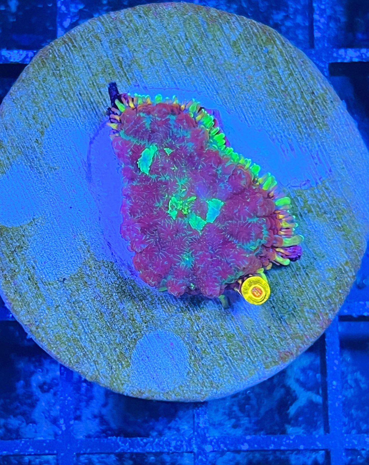 Cosmic Ember Rhodactis