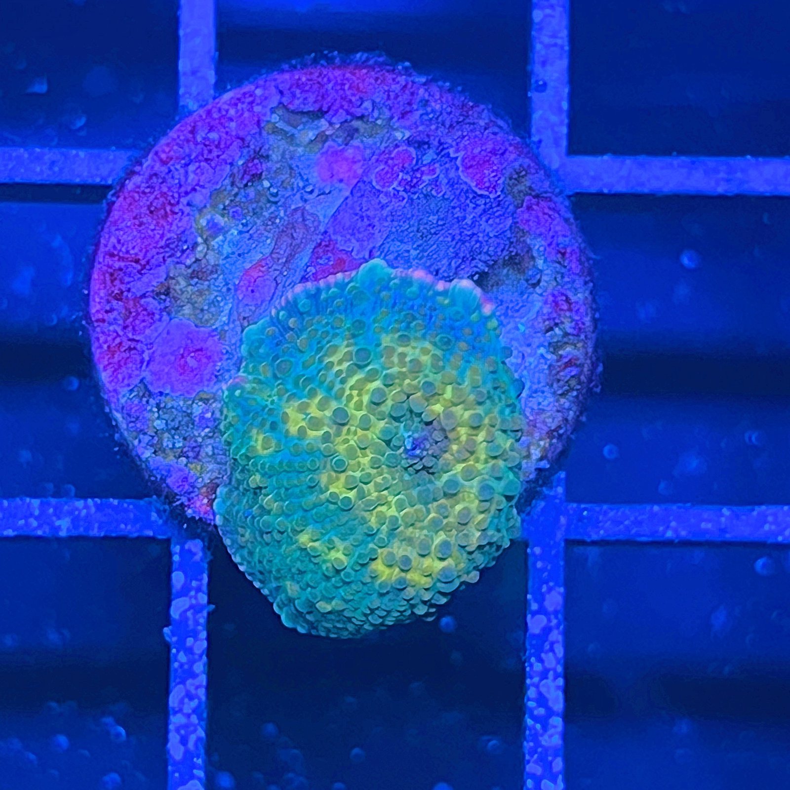 LC Golden Galaxy Discosoma