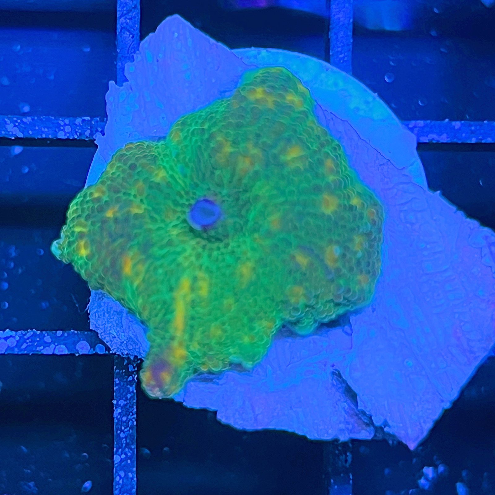 LC Golden Galaxy Discosoma