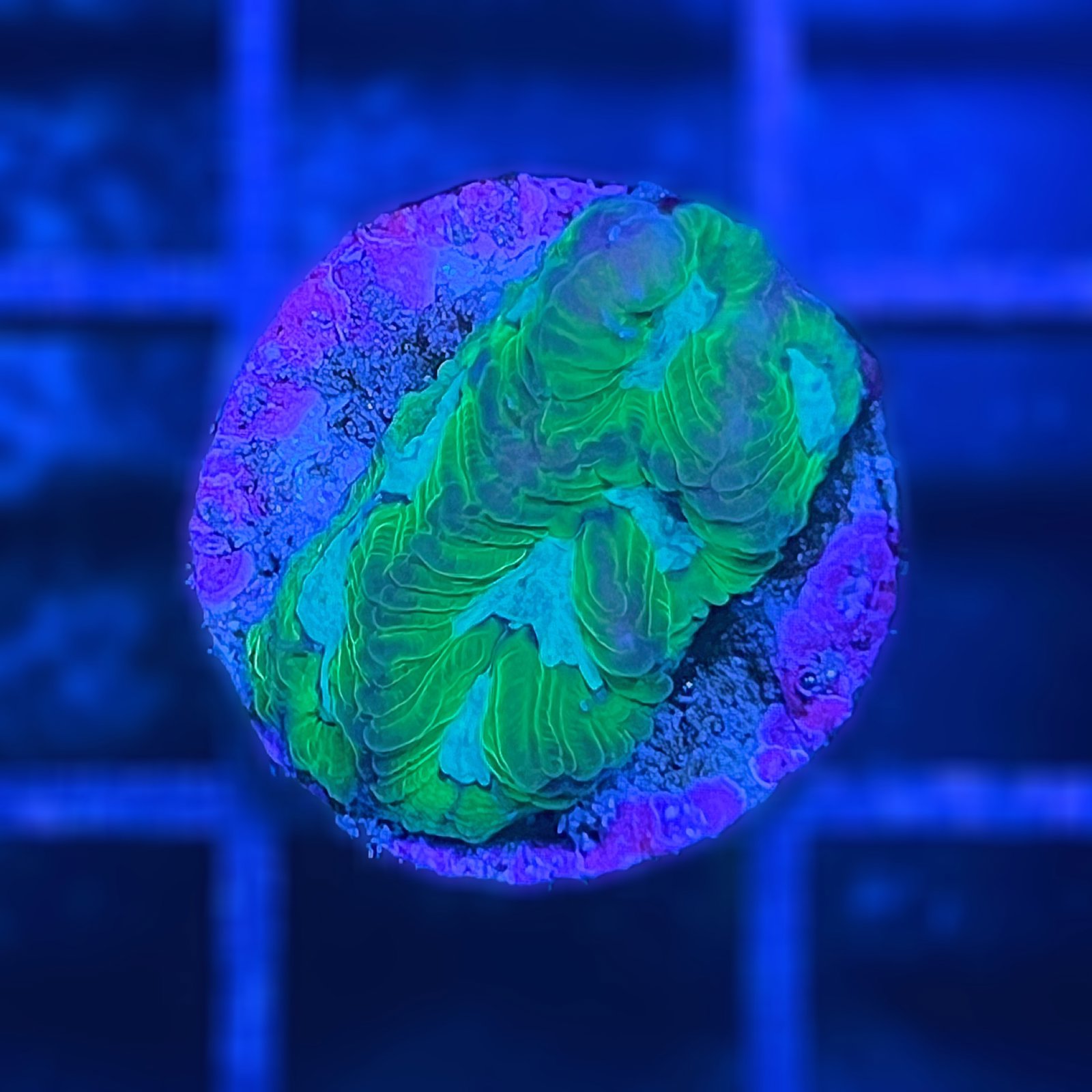 Purple Monster Favia