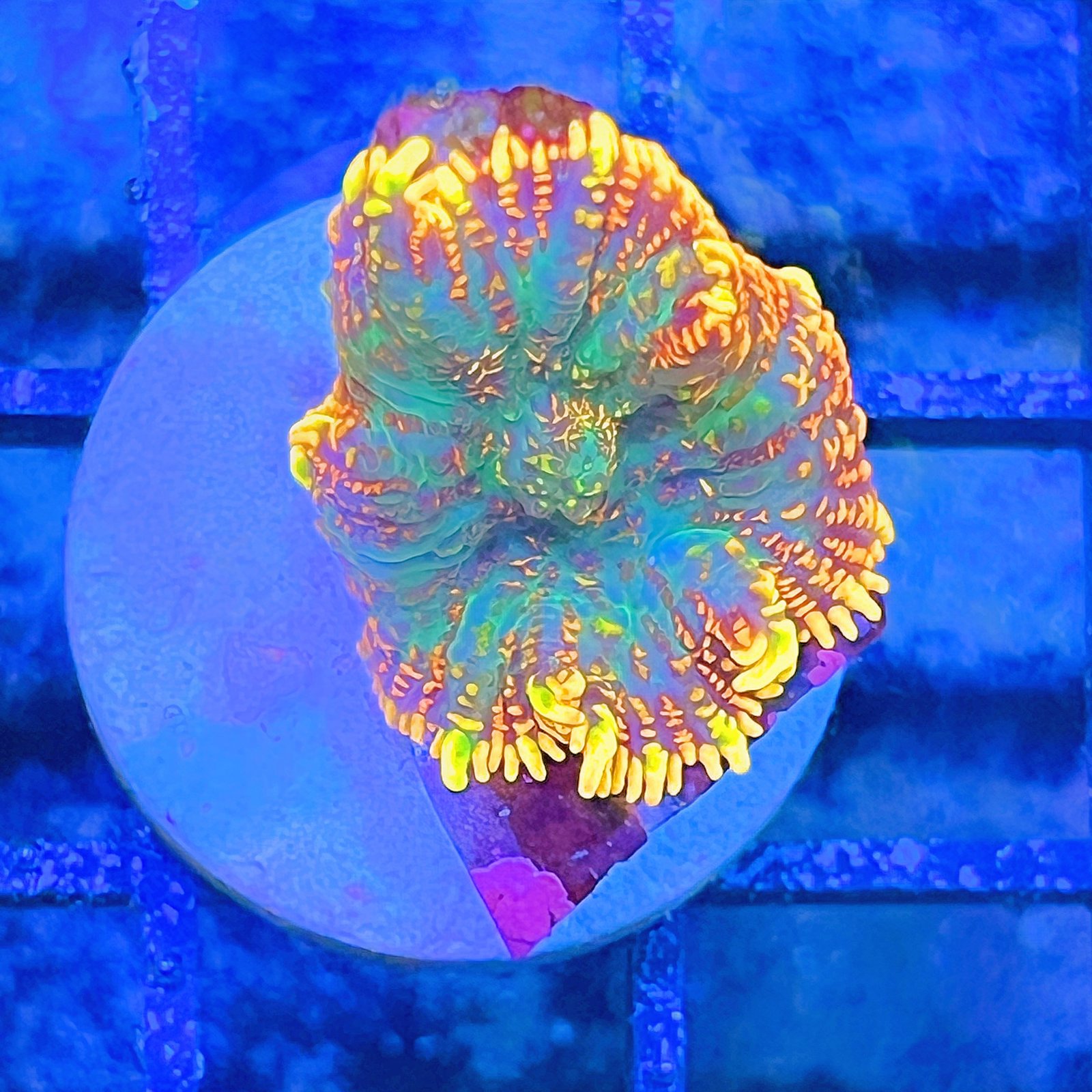 LC Molten Sun Rhodactis