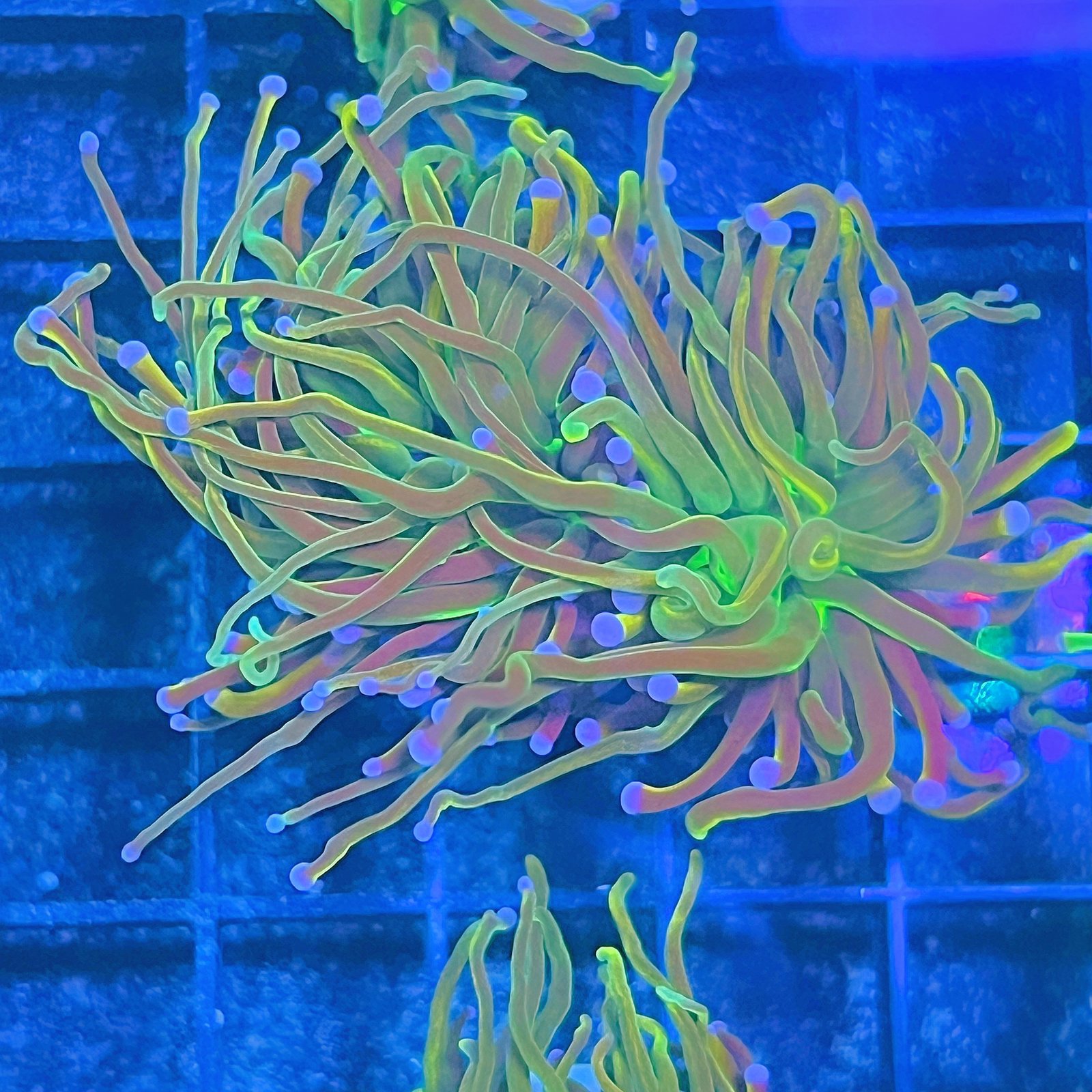 Holy Grail Deep Sea