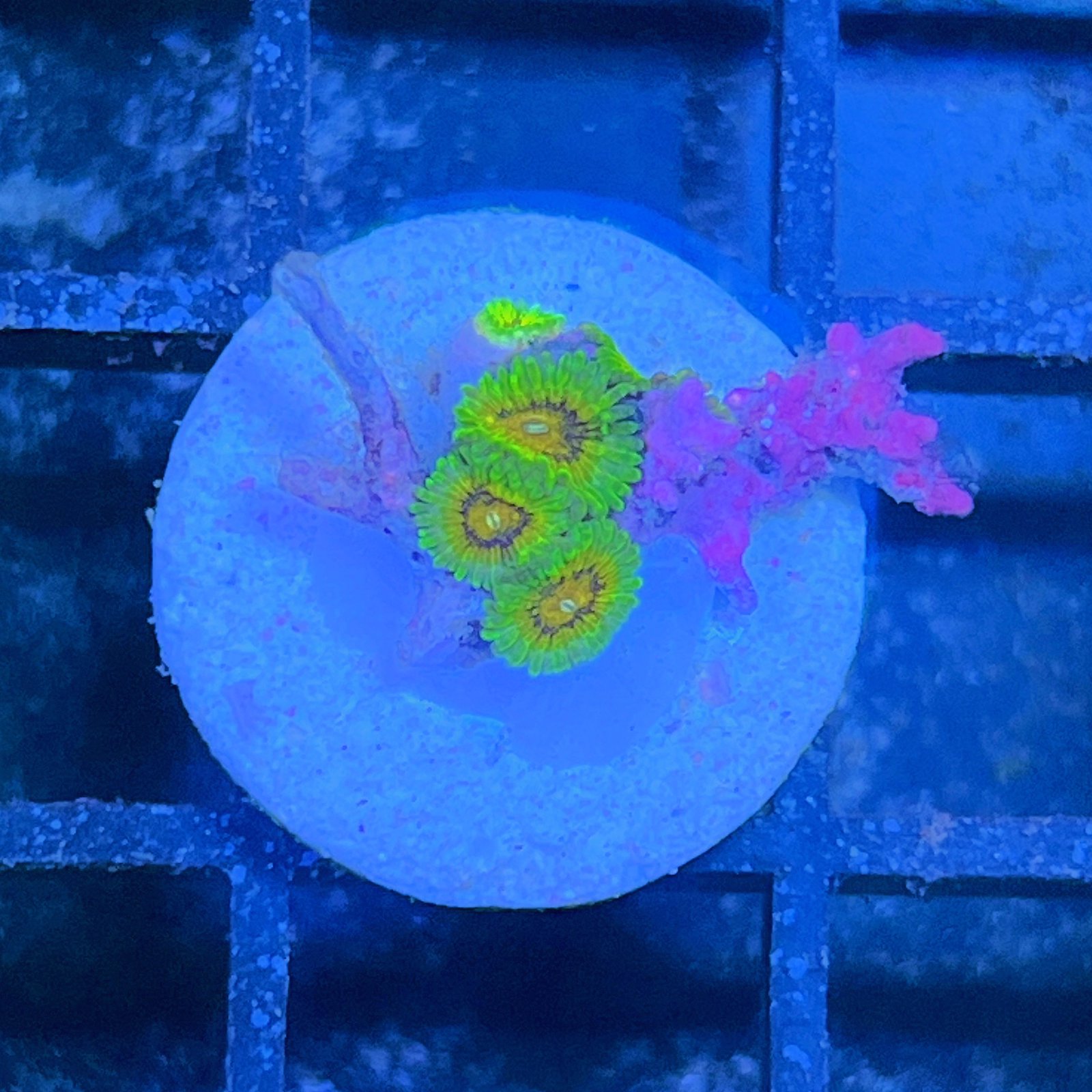 LC Mango Tango Zoas