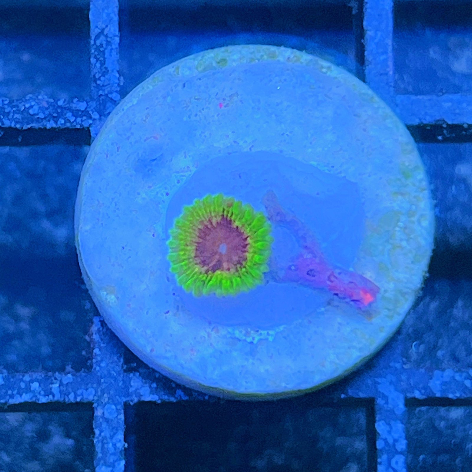 LC Mango Tango Zoas