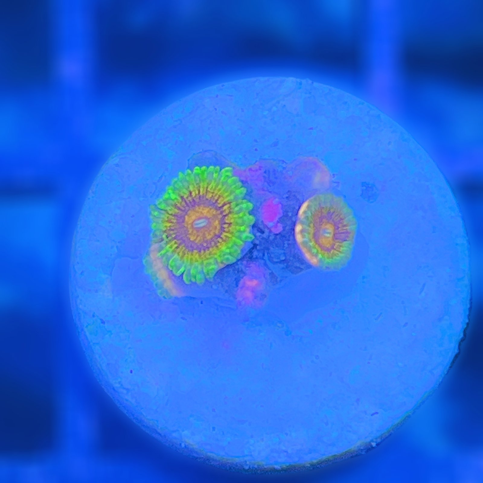 LC Mango Tango Zoas