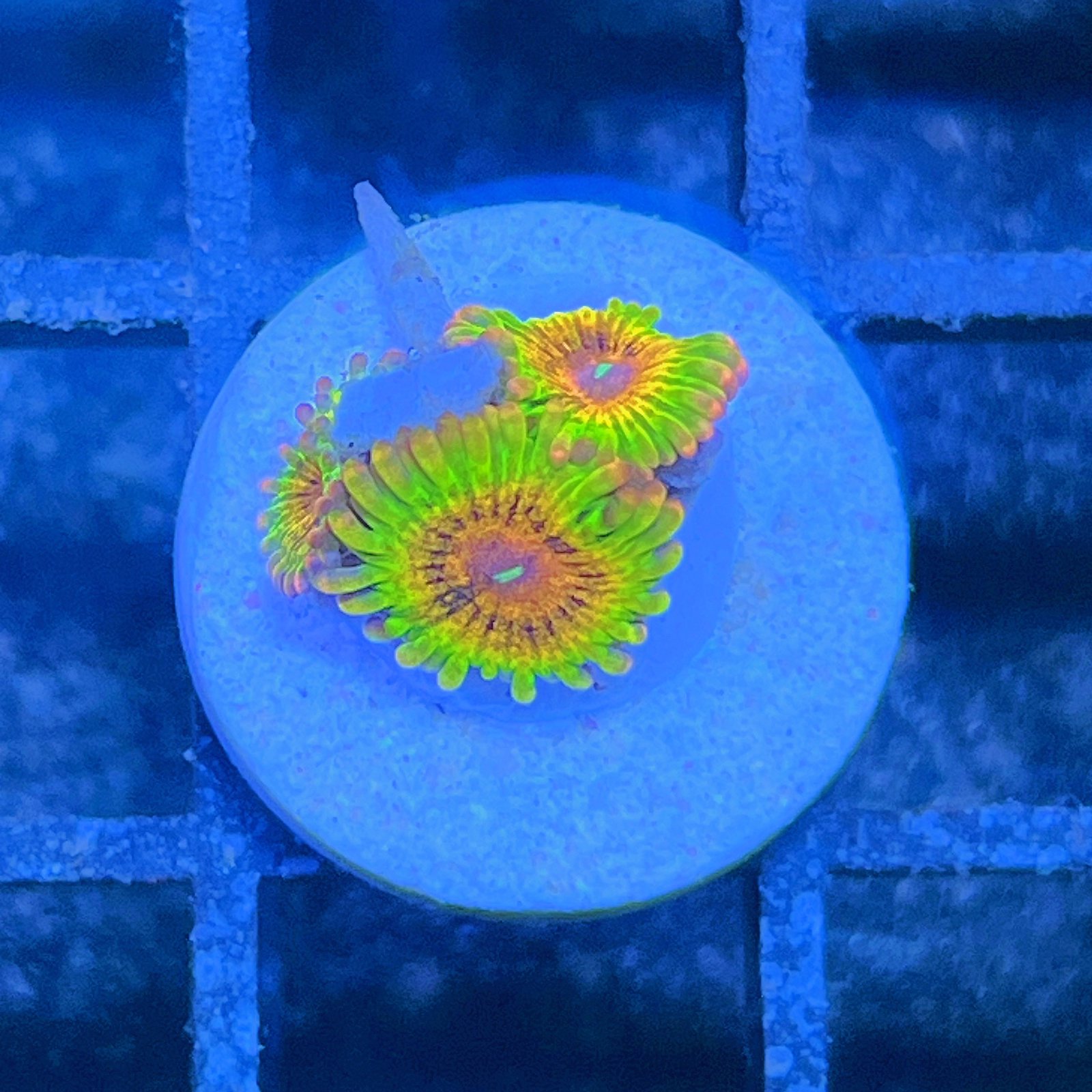 LC Mango Tango Zoas