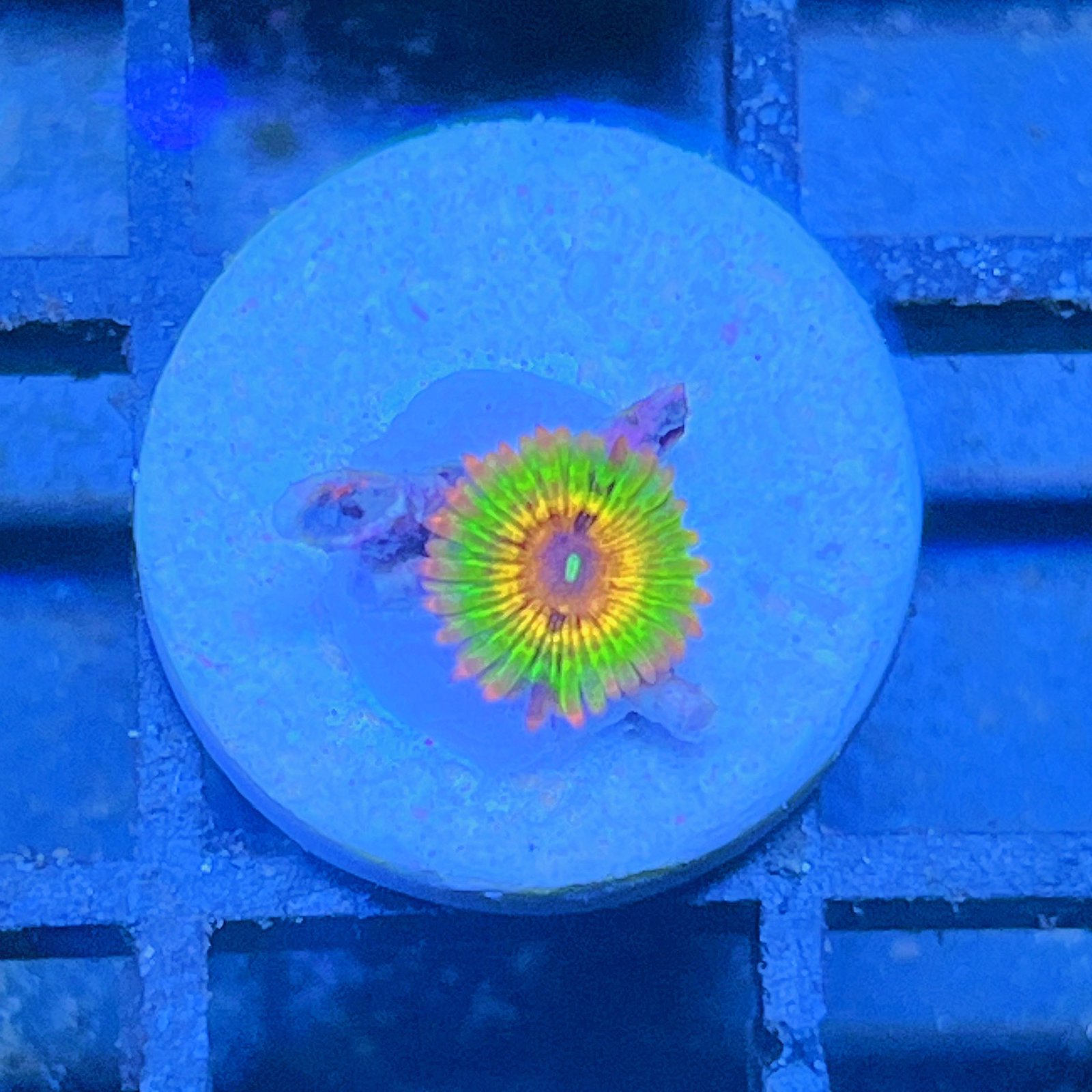 LC Mango Tango Zoas
