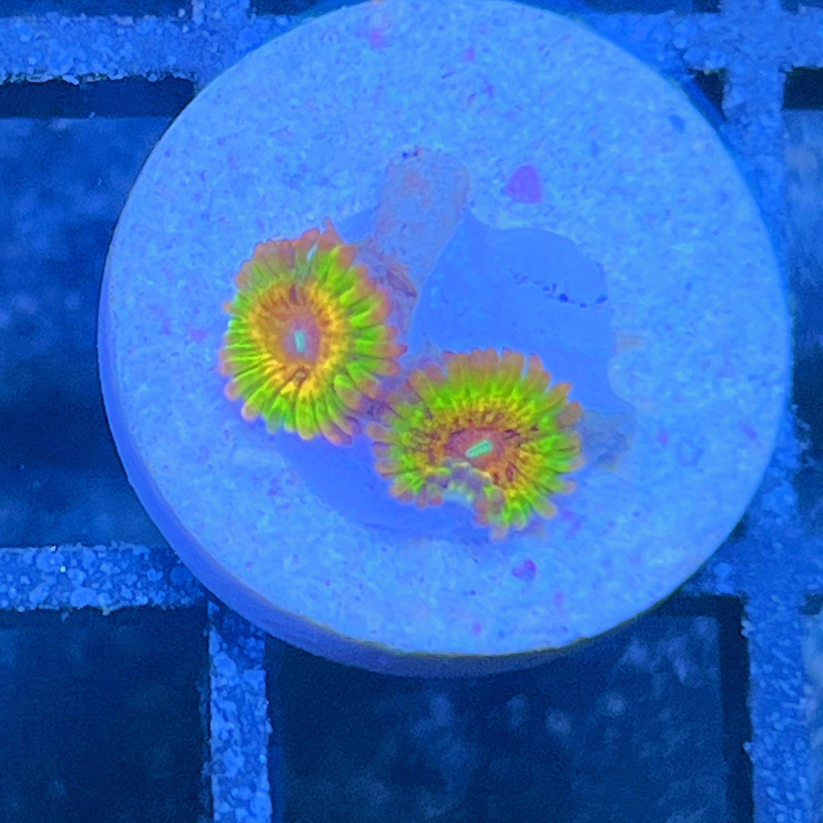LC Mango Tango Zoas