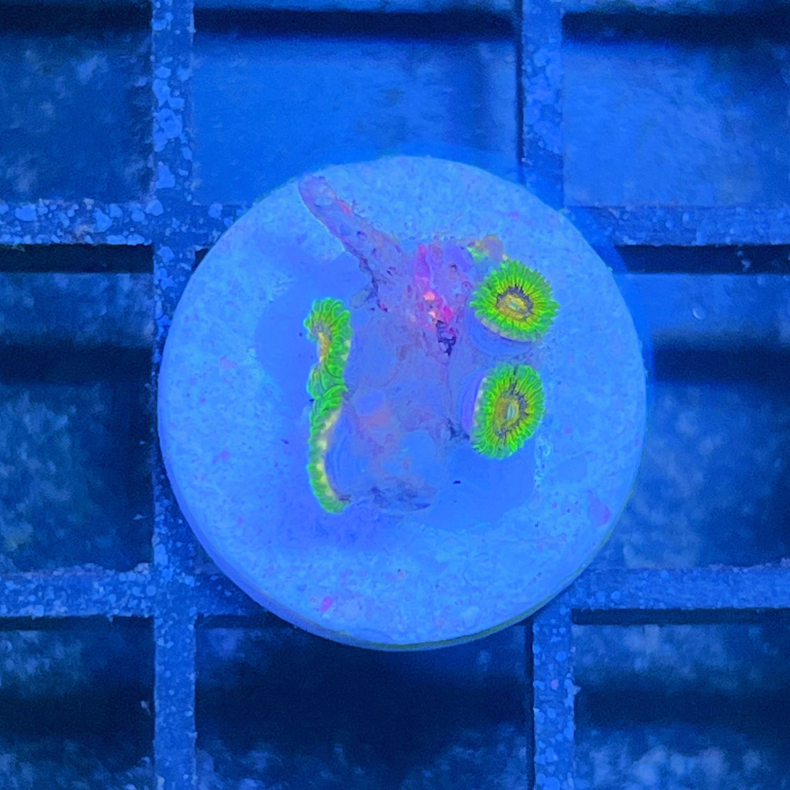 LC Mango Tango Zoas