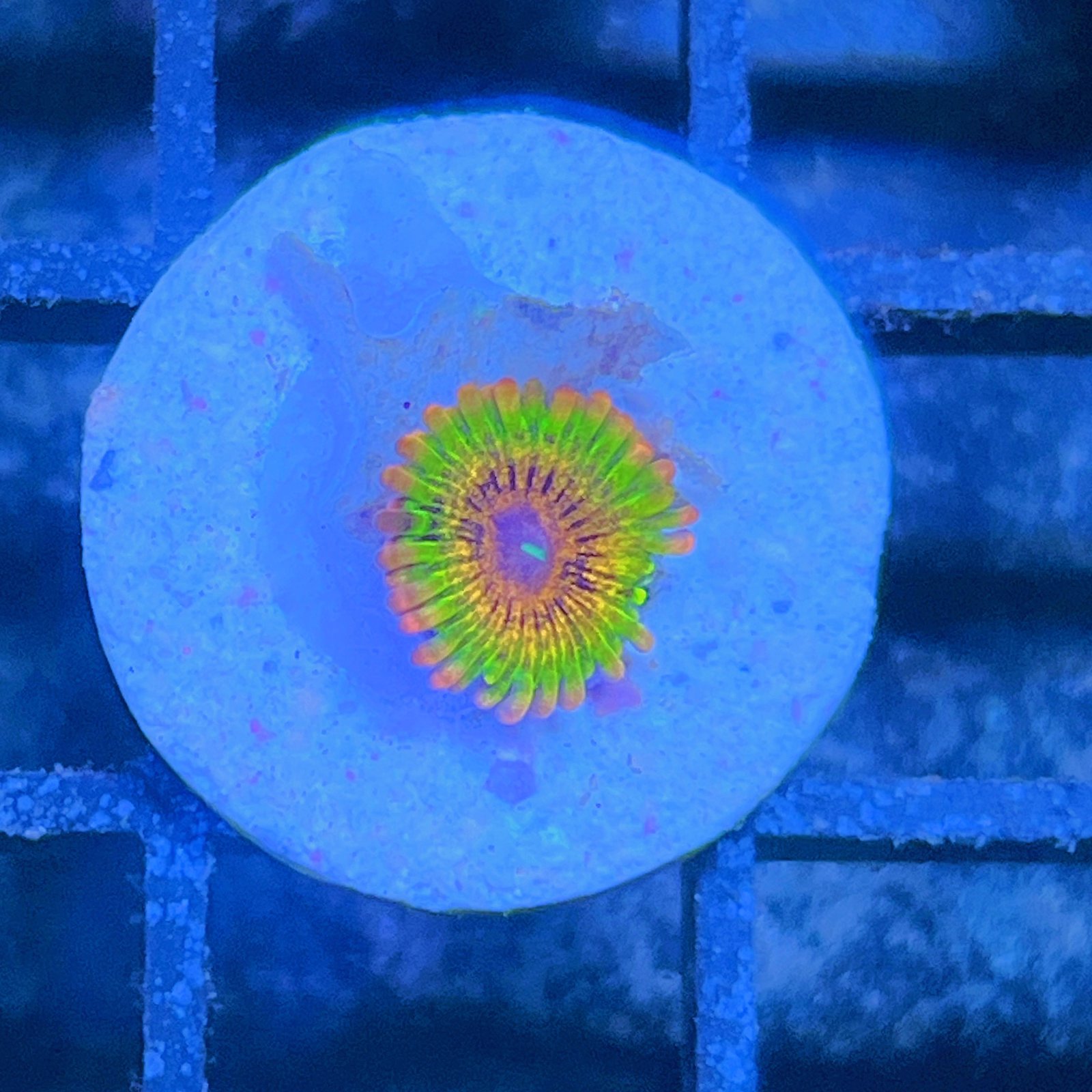 LC Mango Tango Zoas