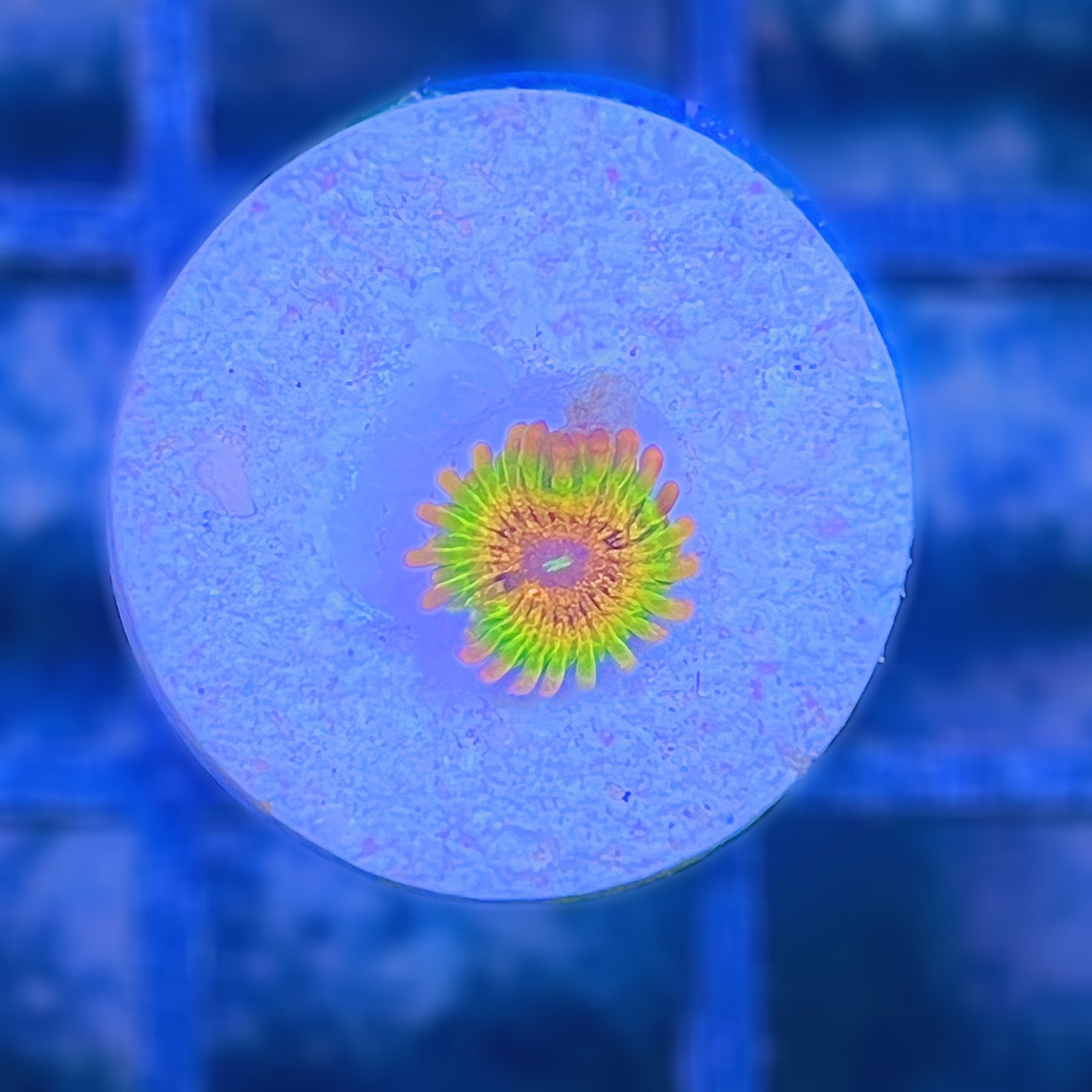LC Mango Tango Zoas