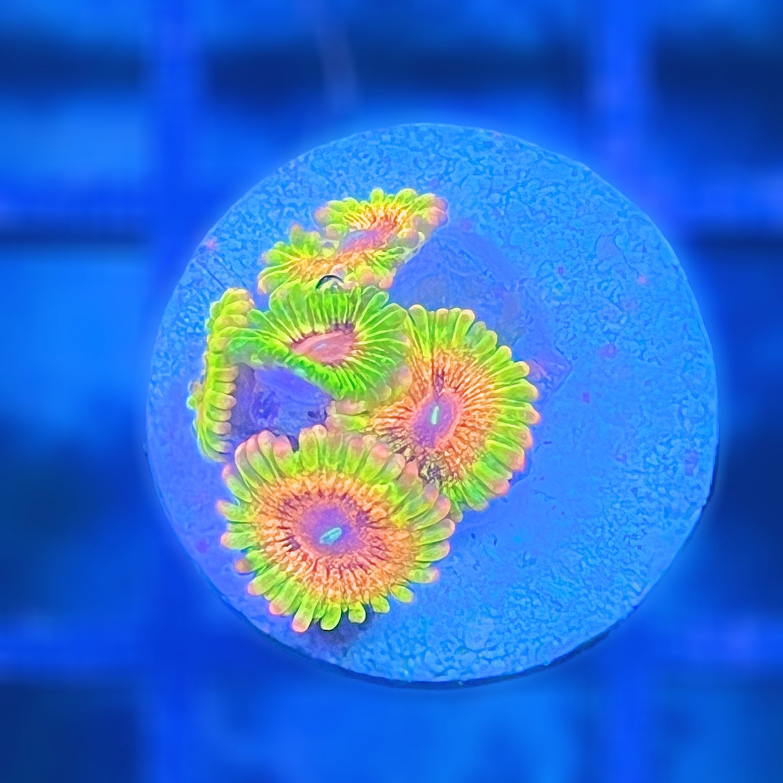 LC Mango Tango Zoas