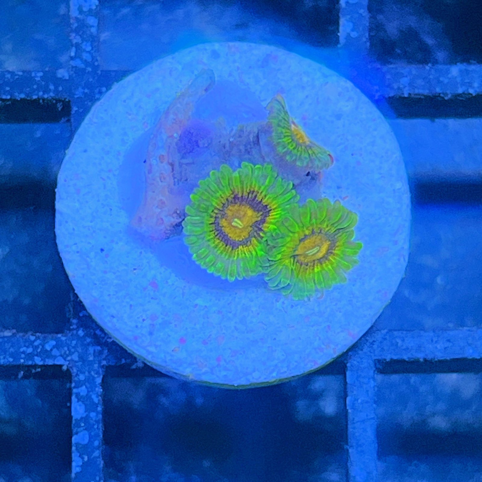 LC Mango Tango Zoas