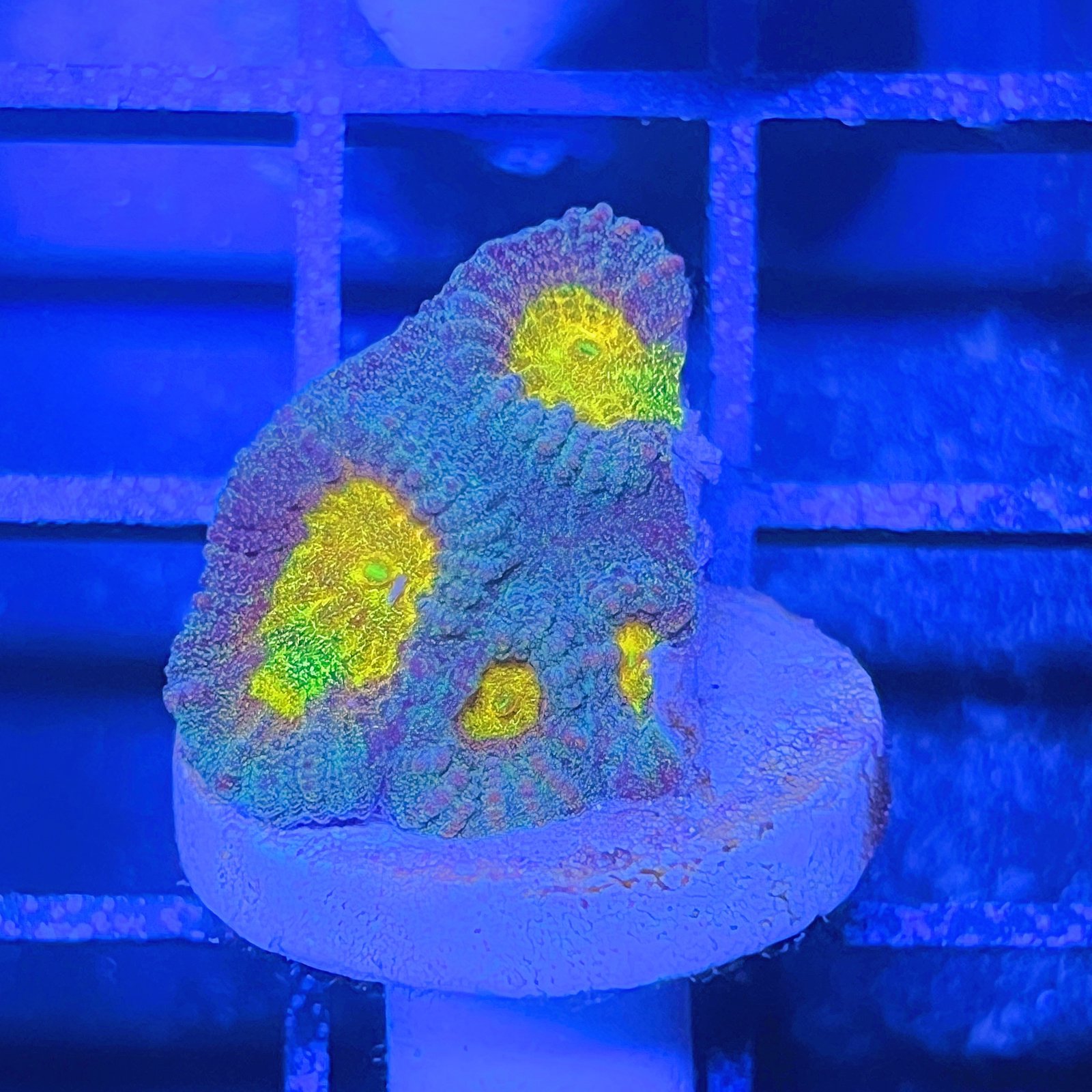 WWC Honey Pot Favia