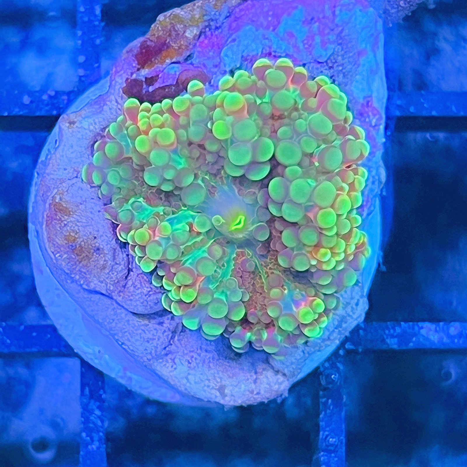 LC Mint Bubble Ricordea Yuma