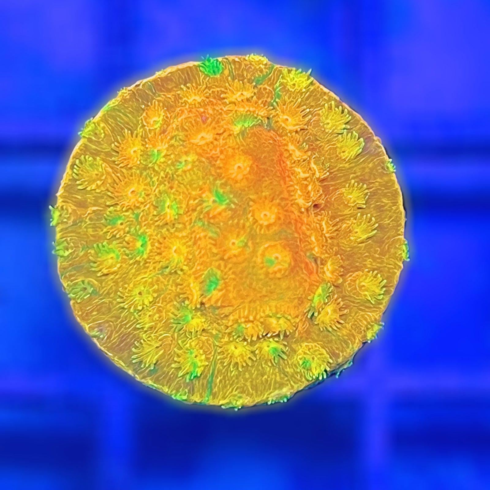 Circuit Breaker Cyphastrea