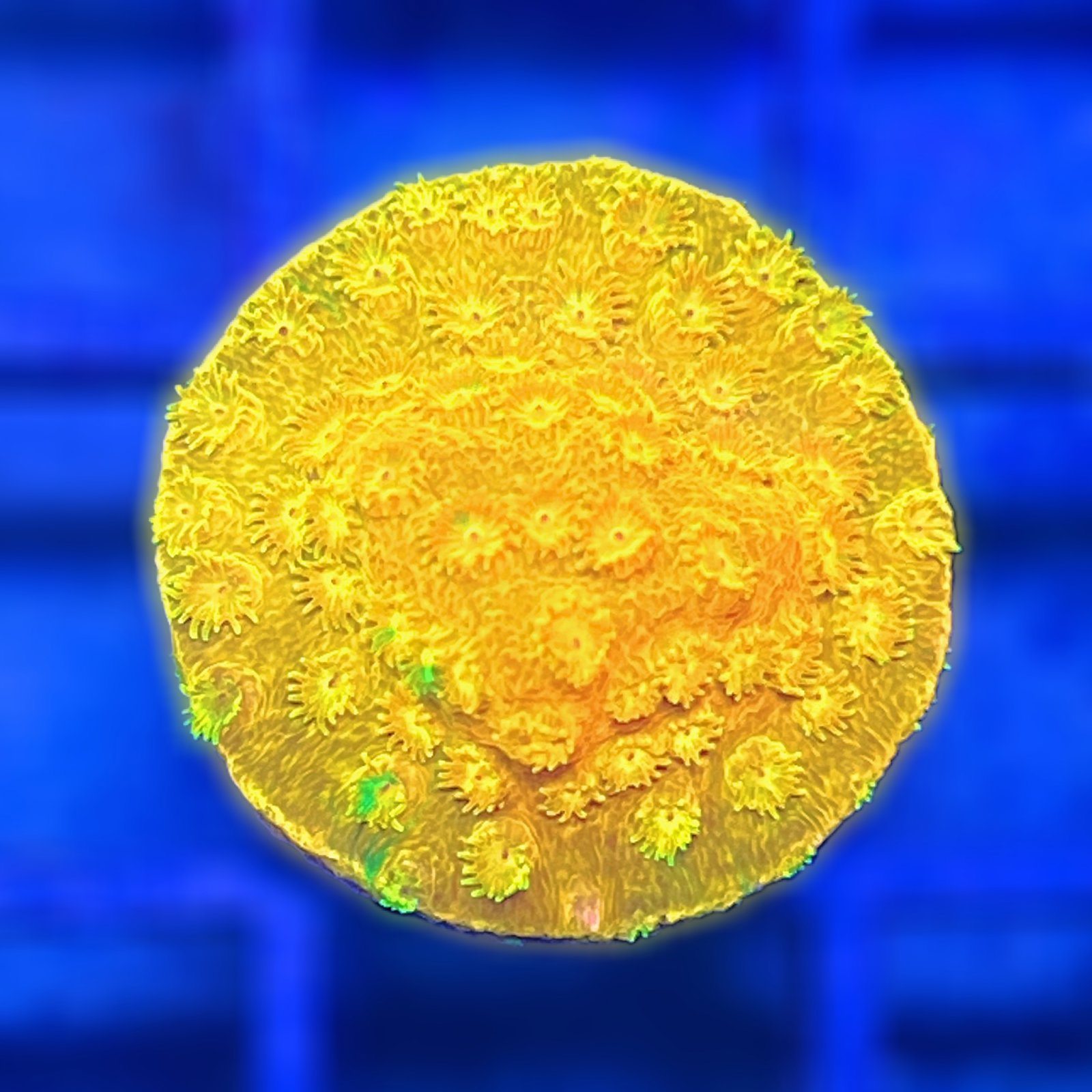 Circuit Breaker Cyphastrea