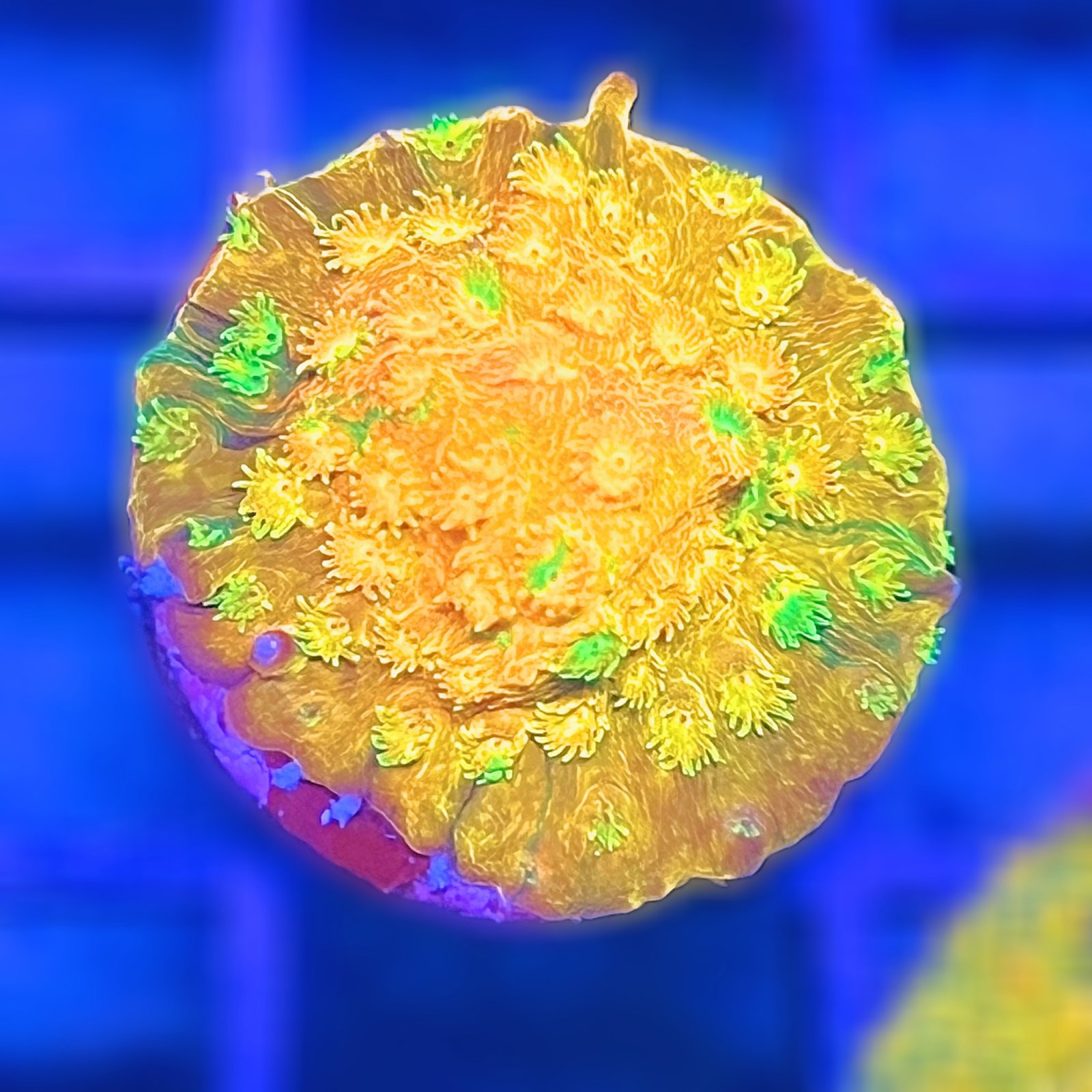 Circuit Breaker Cyphastrea