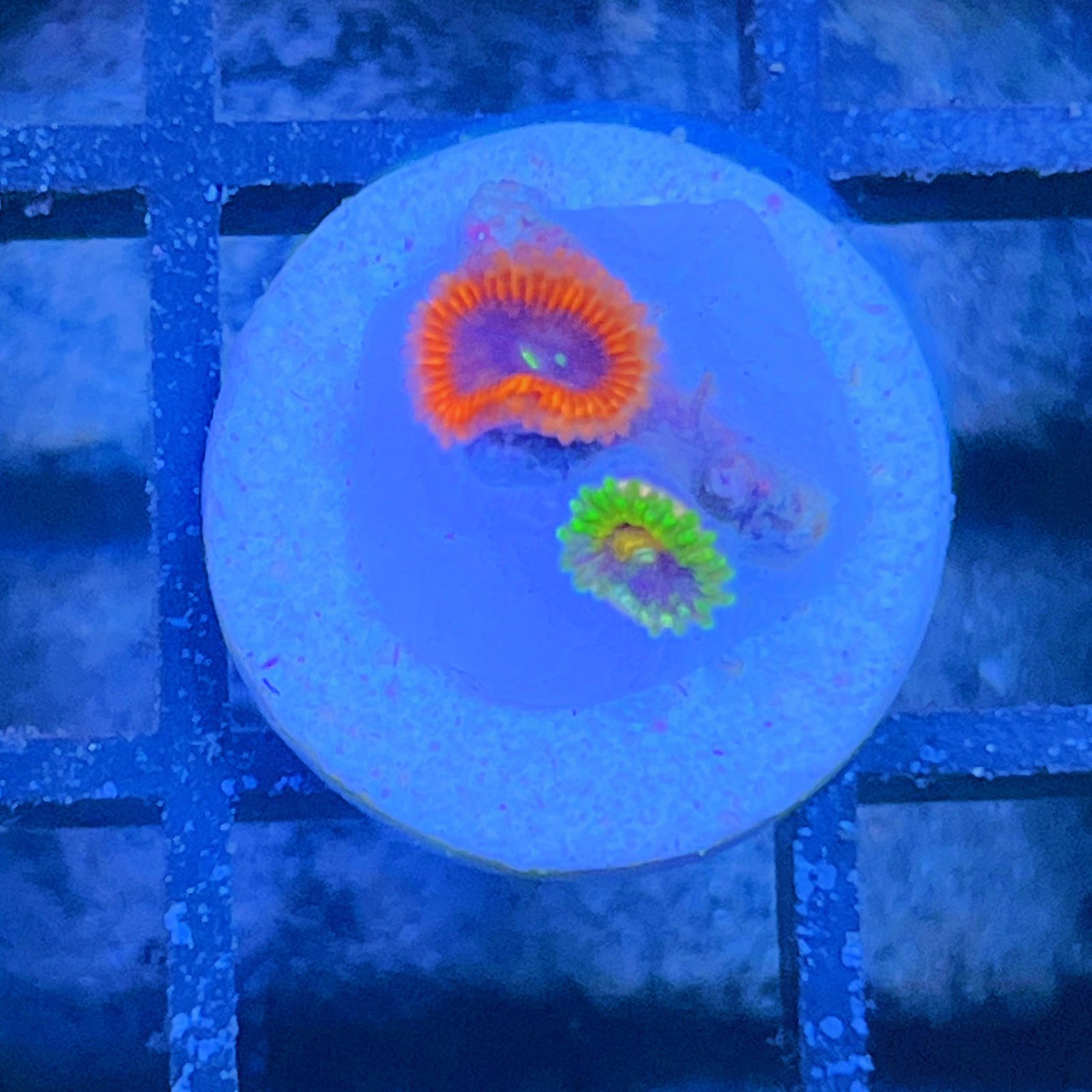 Combo Zoas