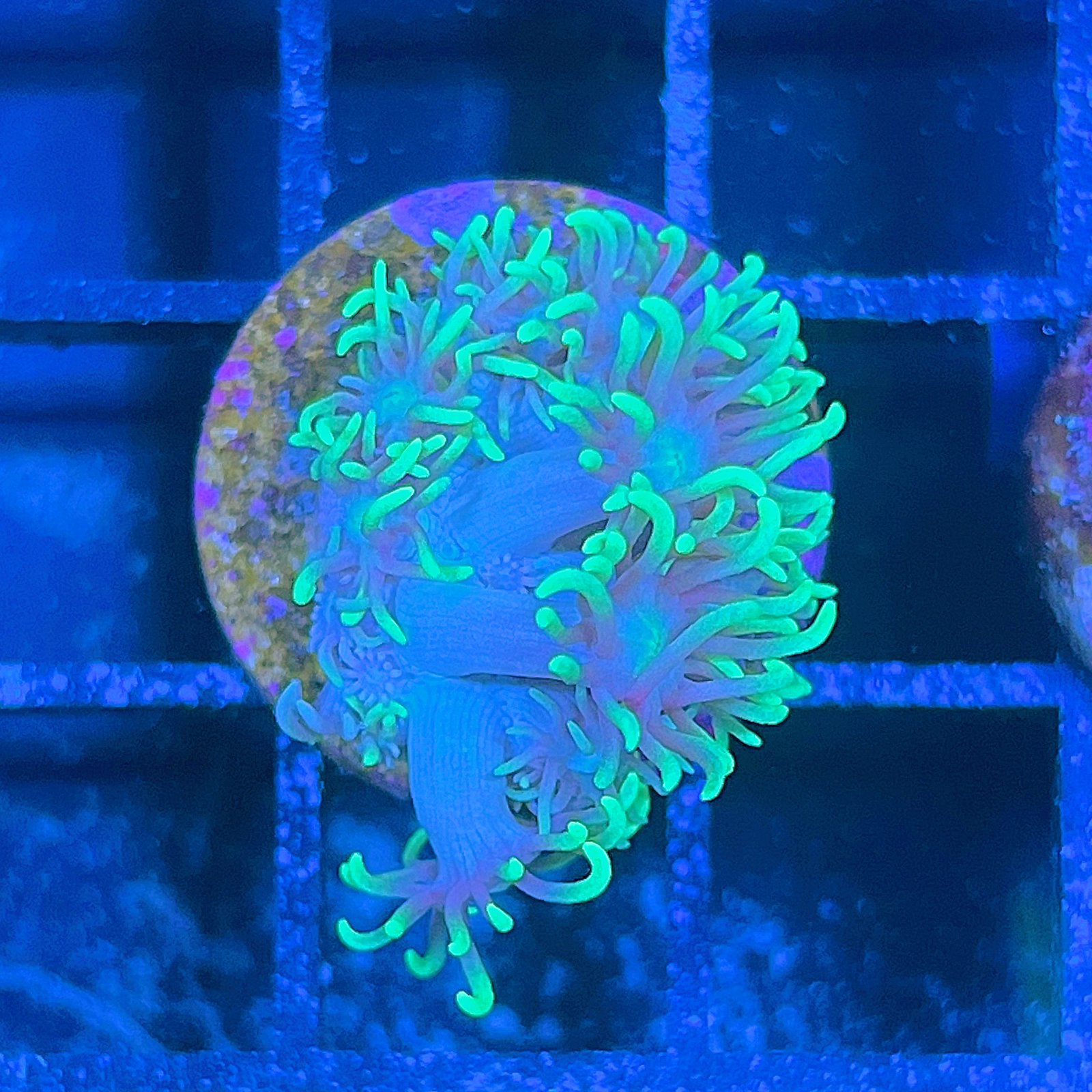 Neón Goniopora