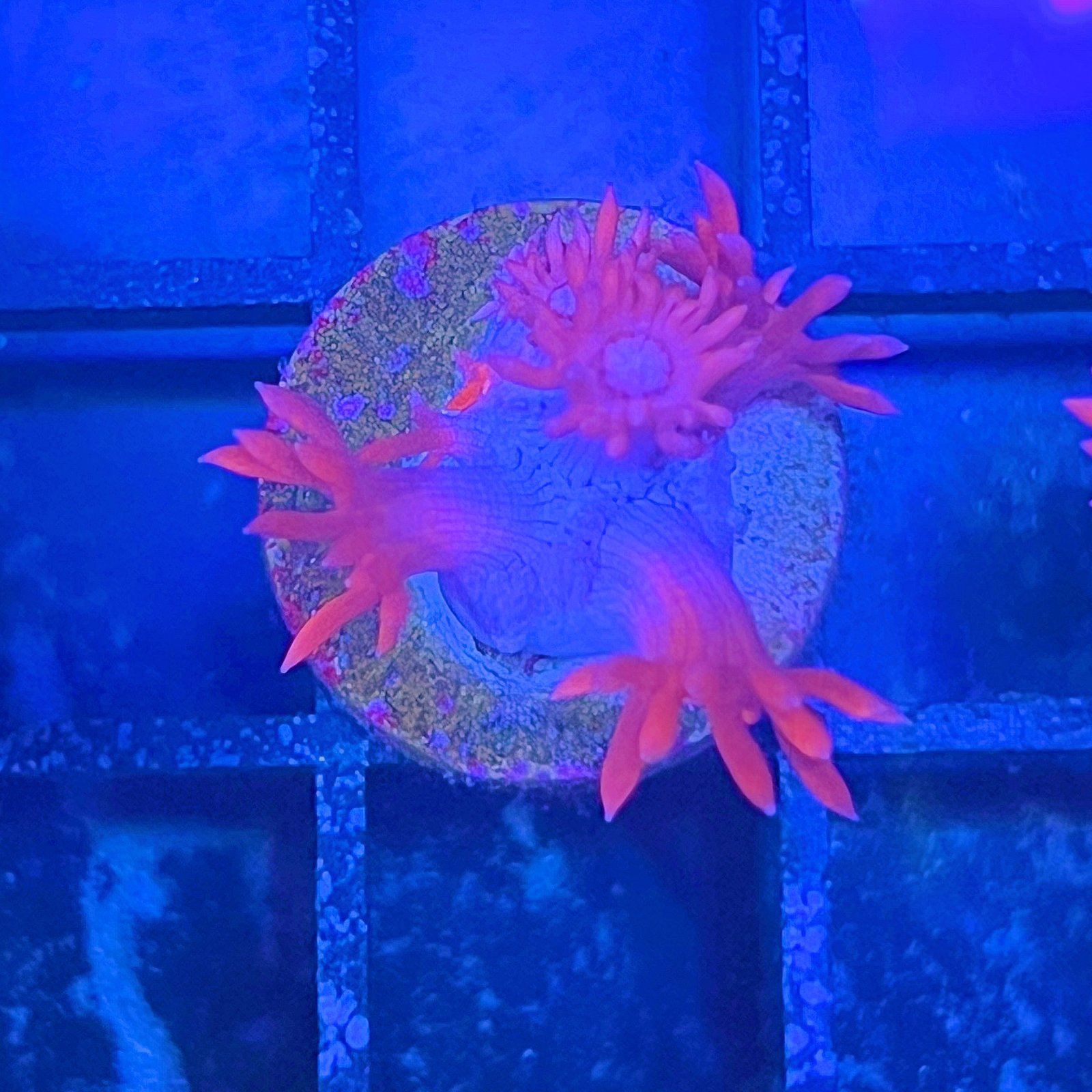 TSA Red On Goniopora