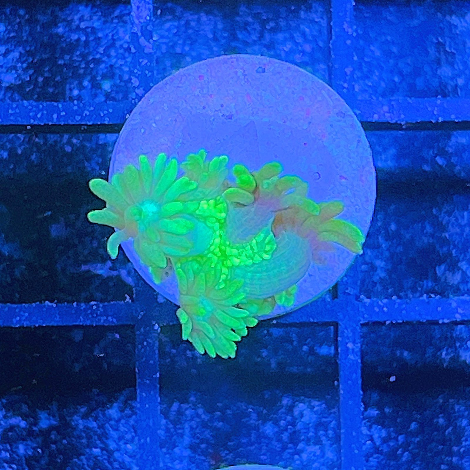 Ultra Green Goniopora