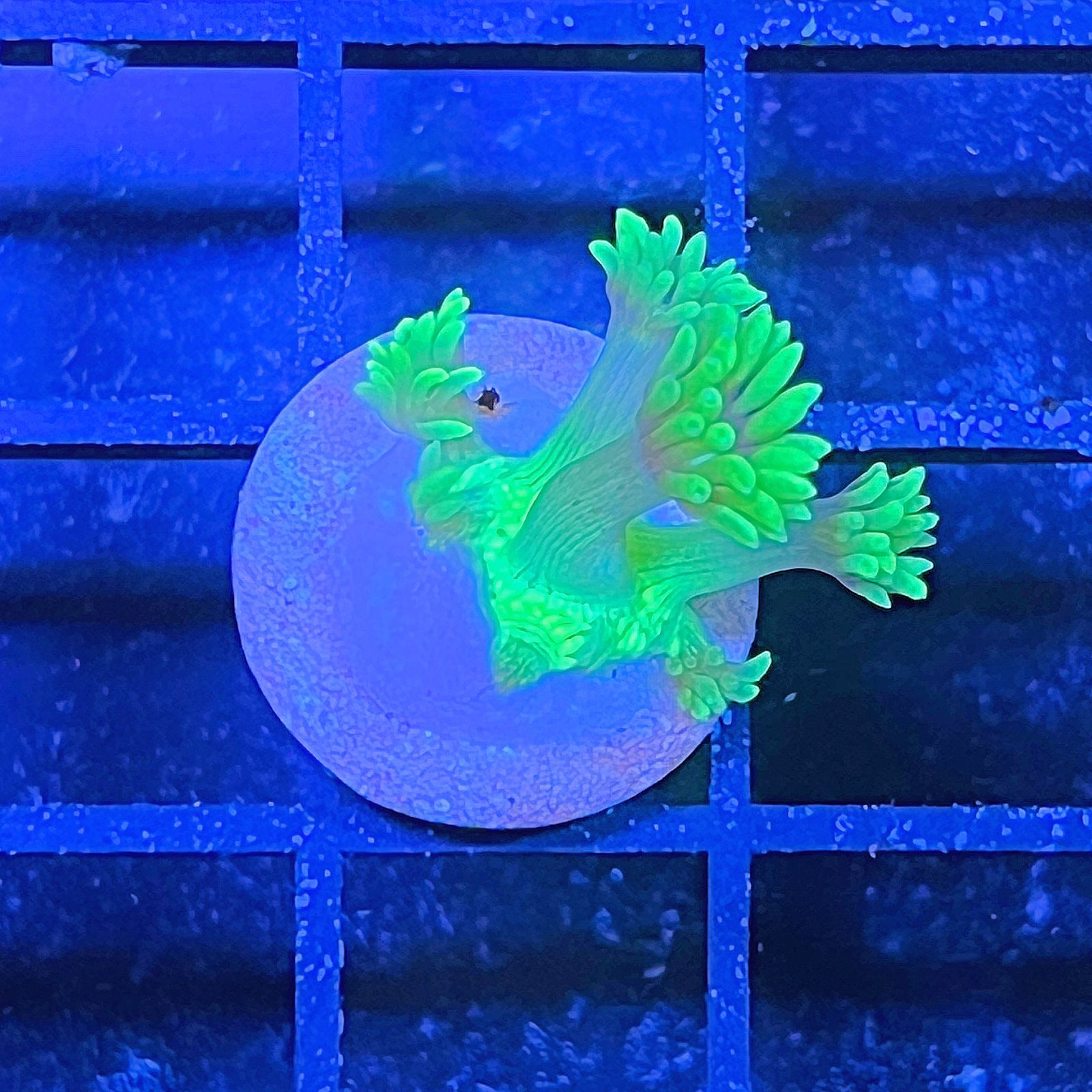 Ultra Green Goniopora