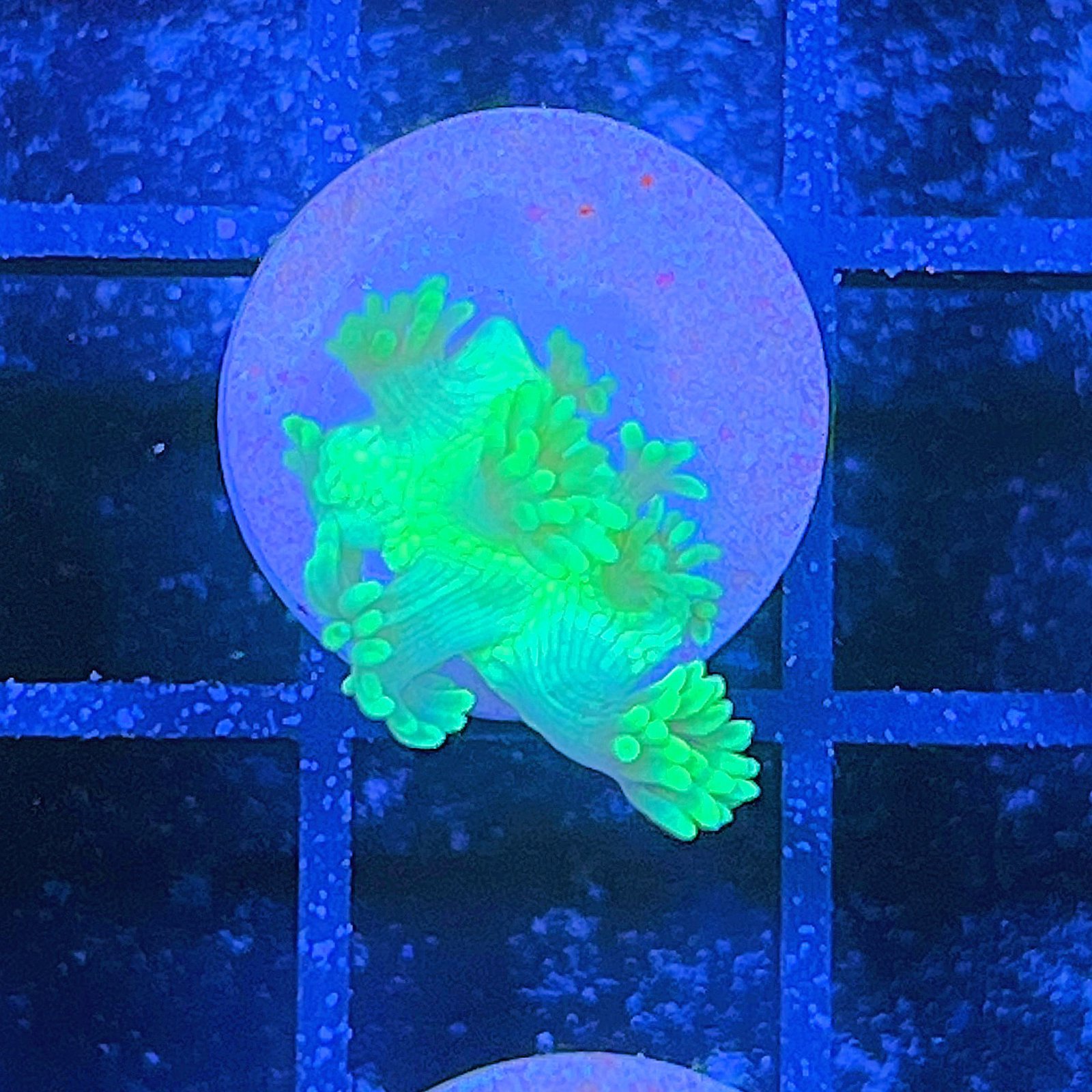 Ultra Green Goniopora