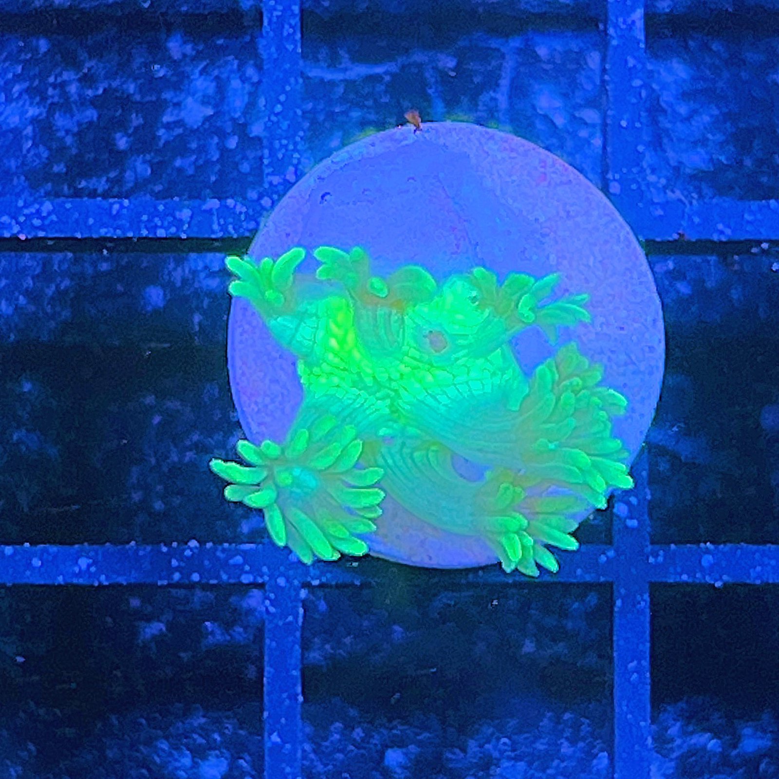 Ultra Green Goniopora