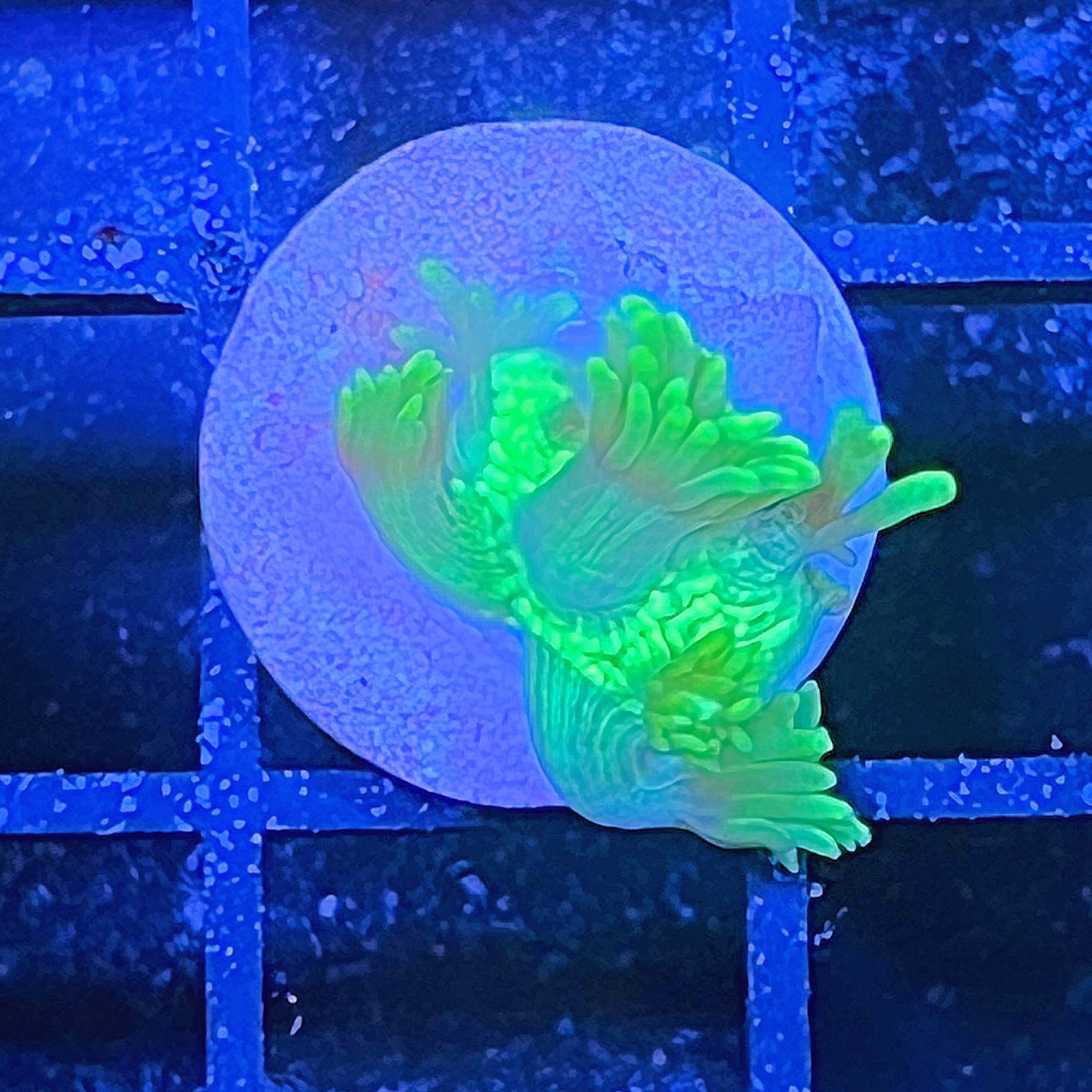Ultra Green Goniopora