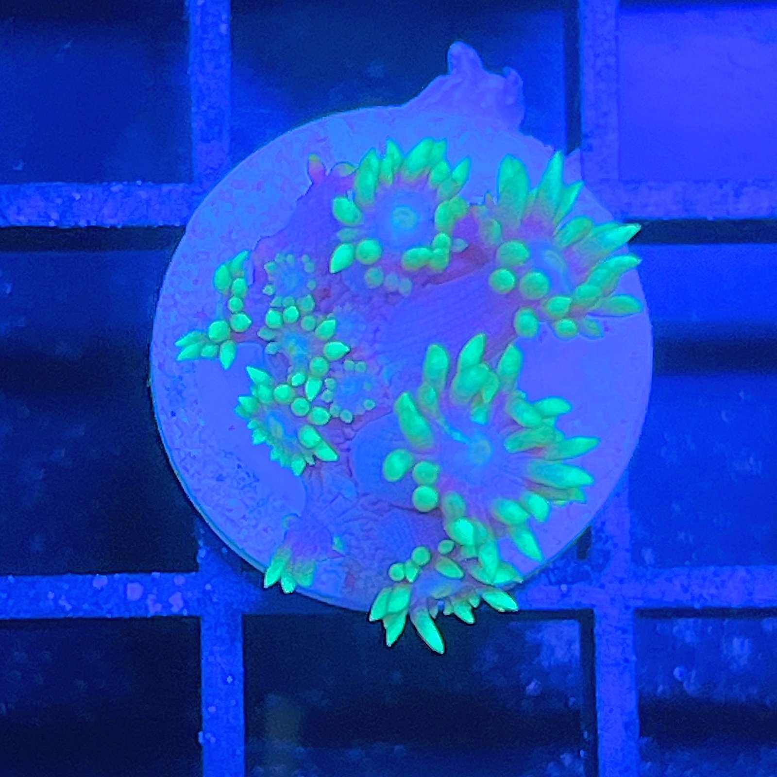 LC Aqua Bloom Goniopora