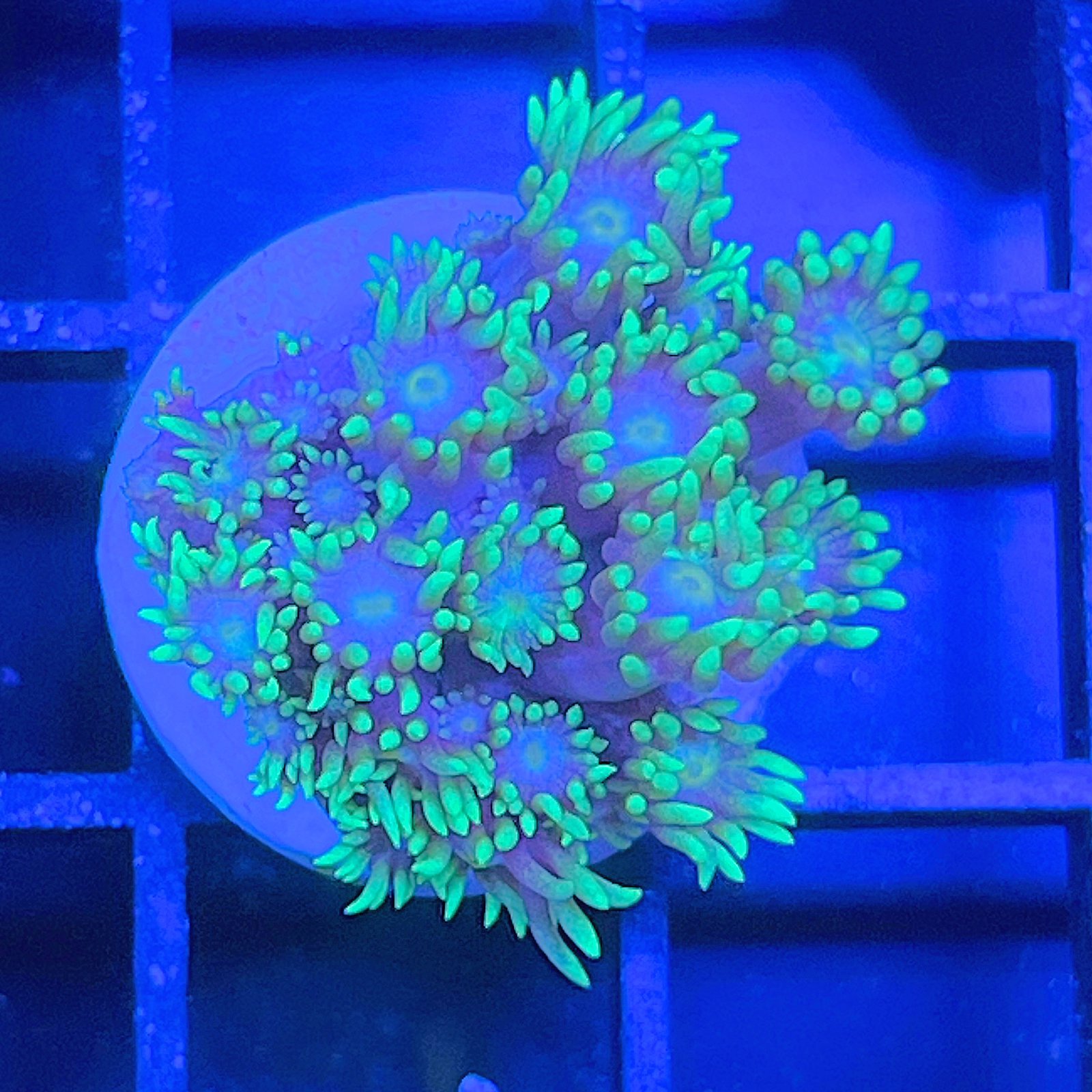 LC Aqua Bloom Goniopora