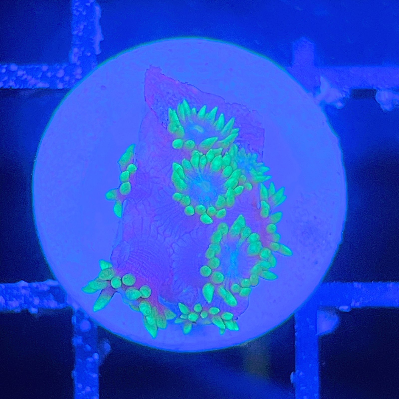 LC Aqua Bloom Goniopora