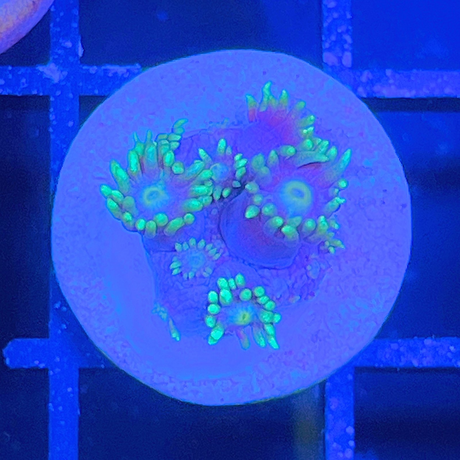 LC Aqua Bloom Goniopora