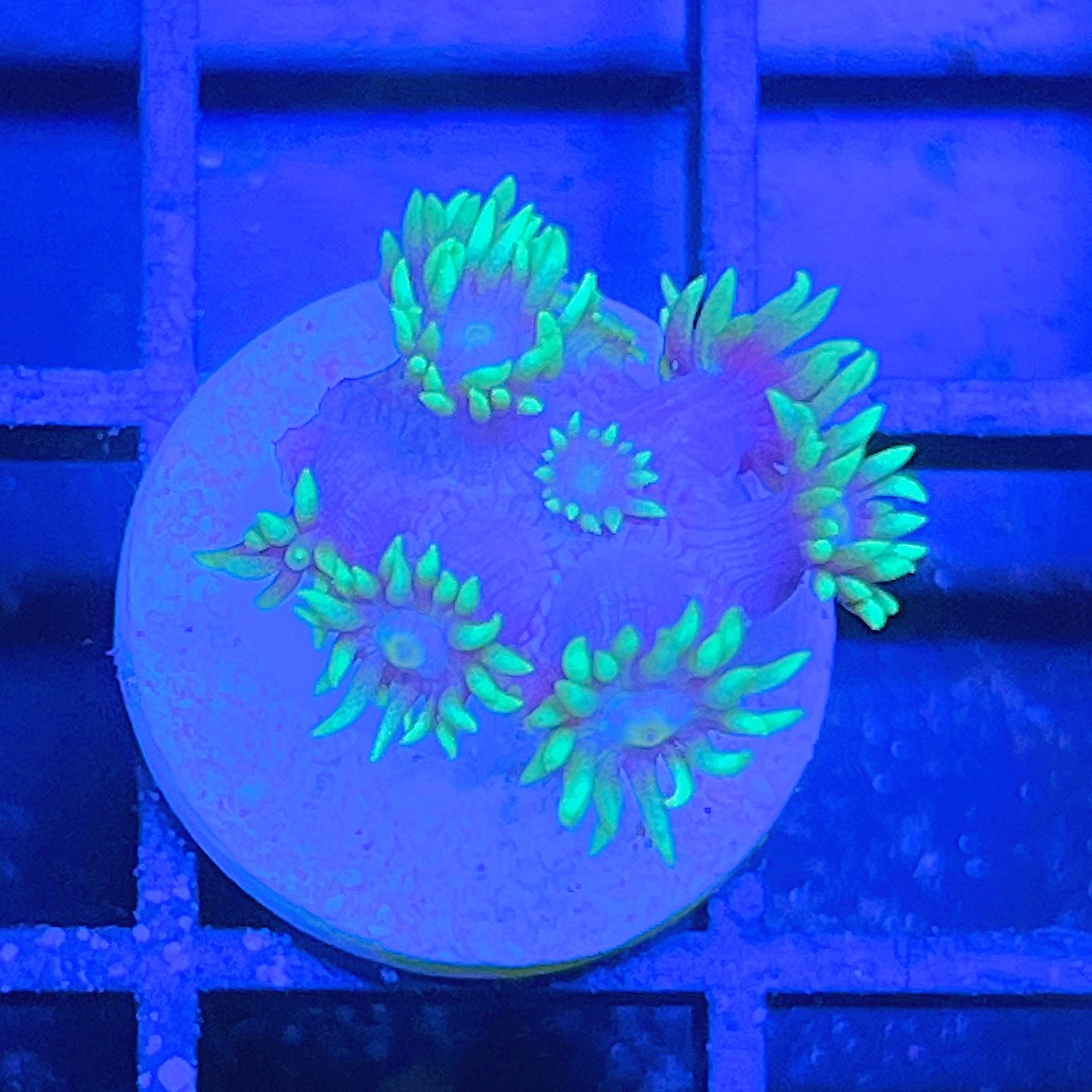 LC Aqua Bloom Goniopora