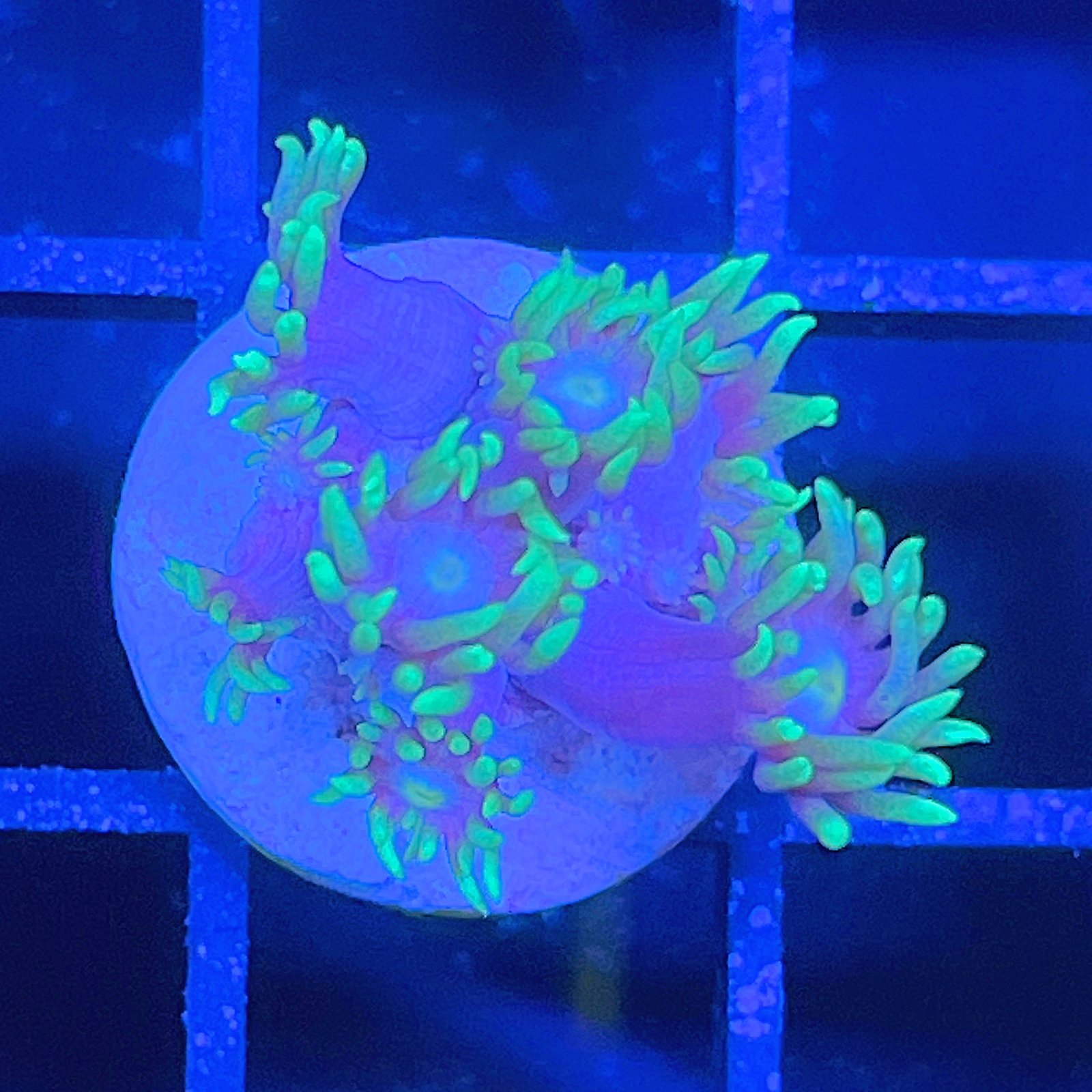 LC Aqua Bloom Goniopora