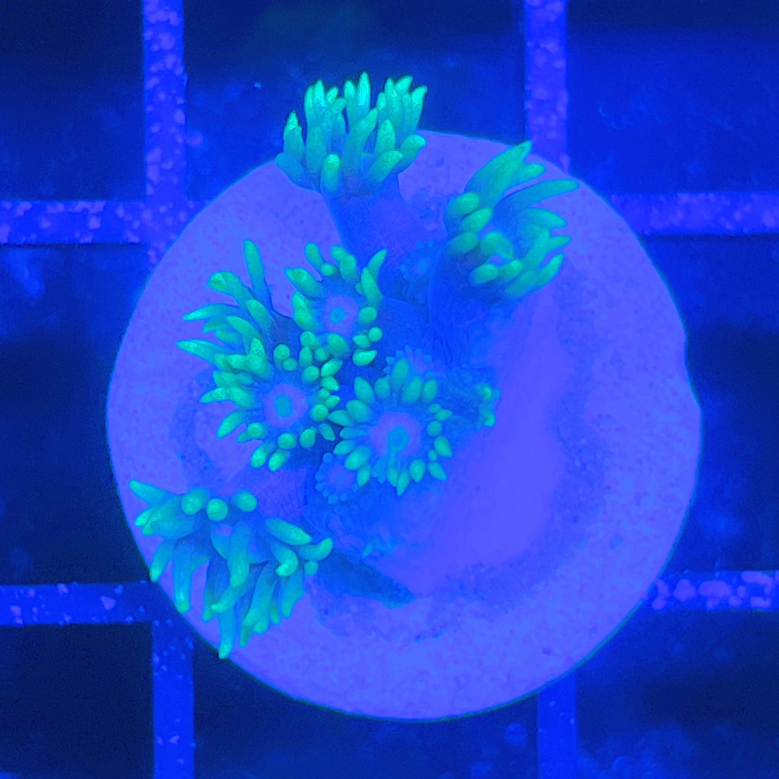 LC Aqua Bloom Goniopora