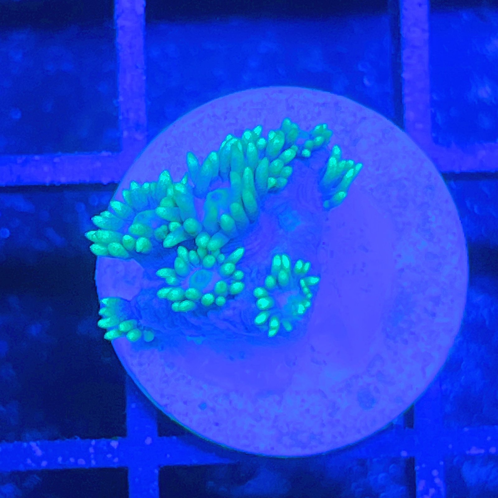 LC Aqua Bloom Goniopora