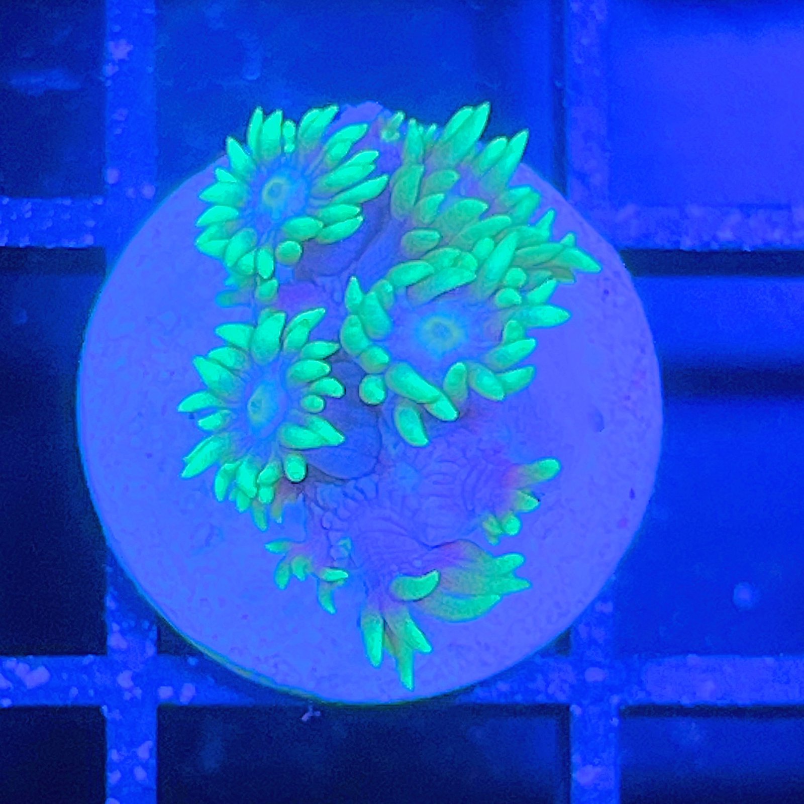 LC Aqua Bloom Goniopora
