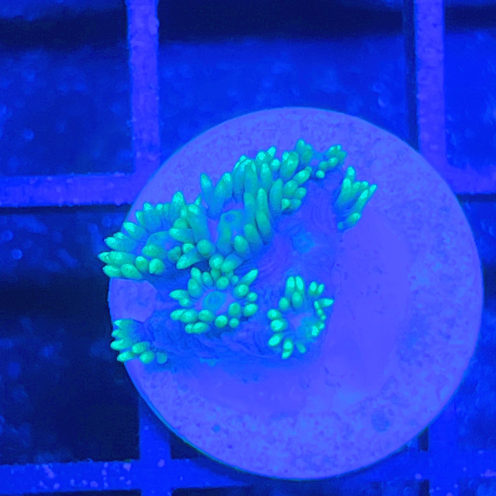 LC Aqua Bloom Goniopora