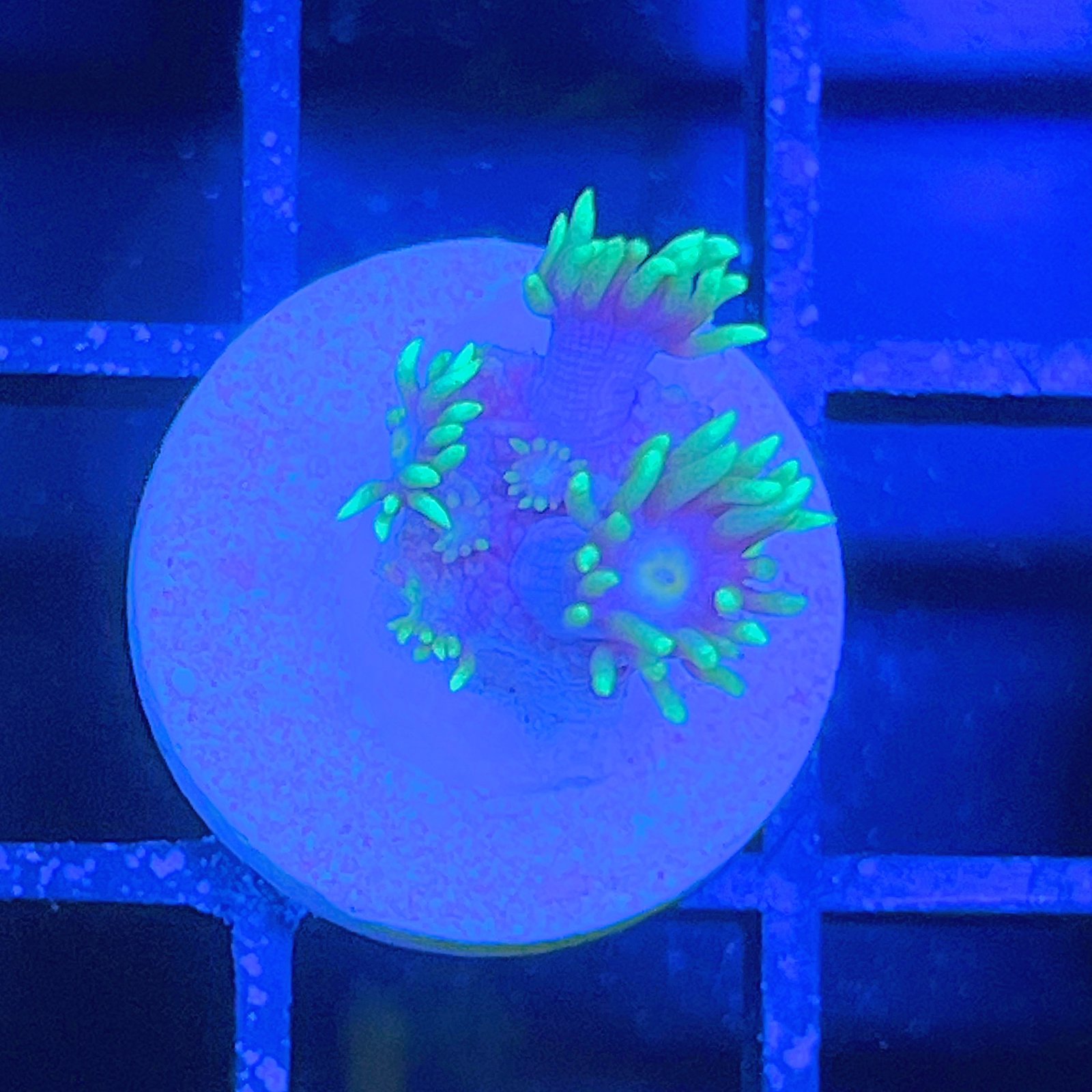 LC Aqua Bloom Goniopora